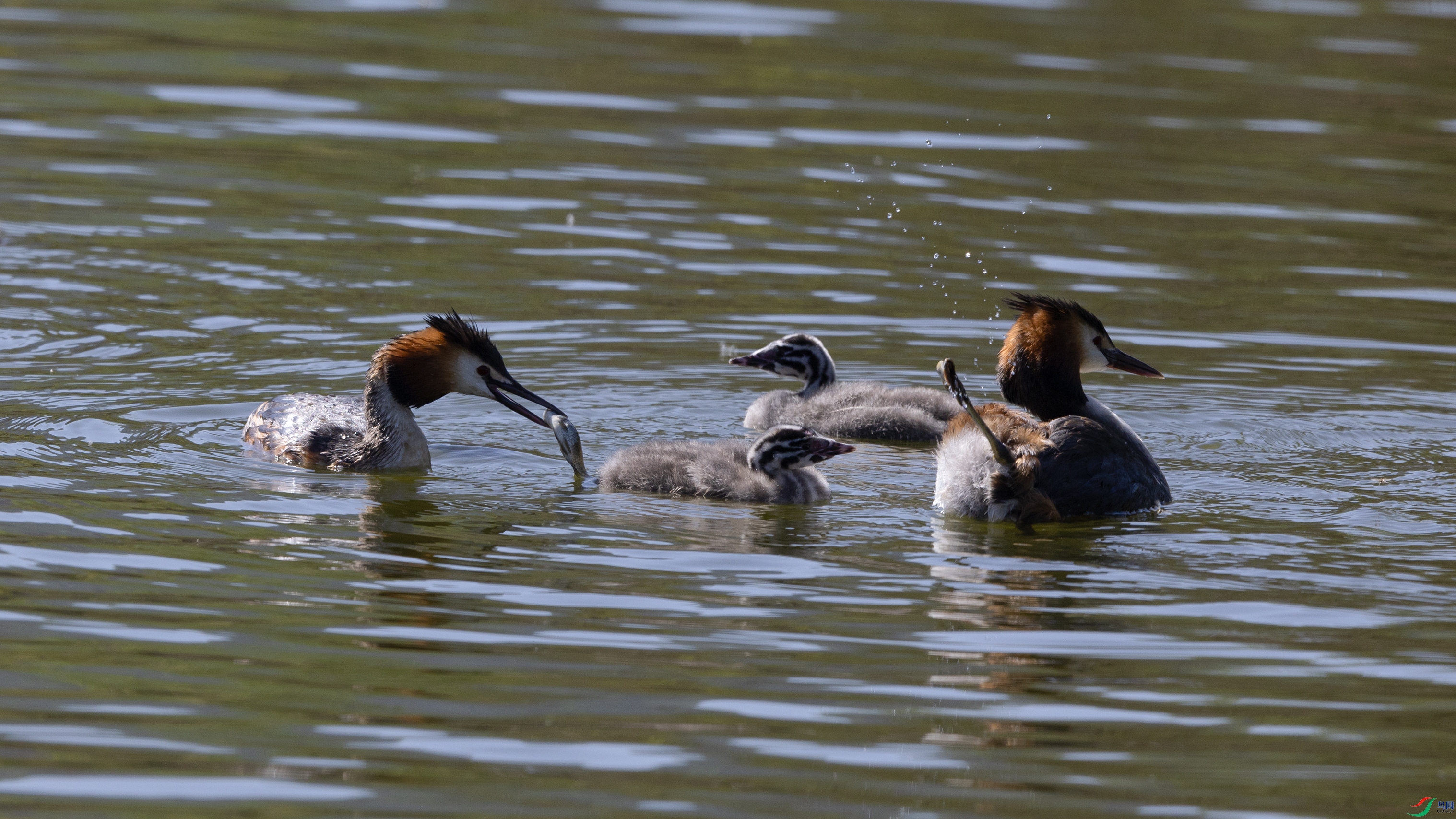 _O7A7217 ����.jpg