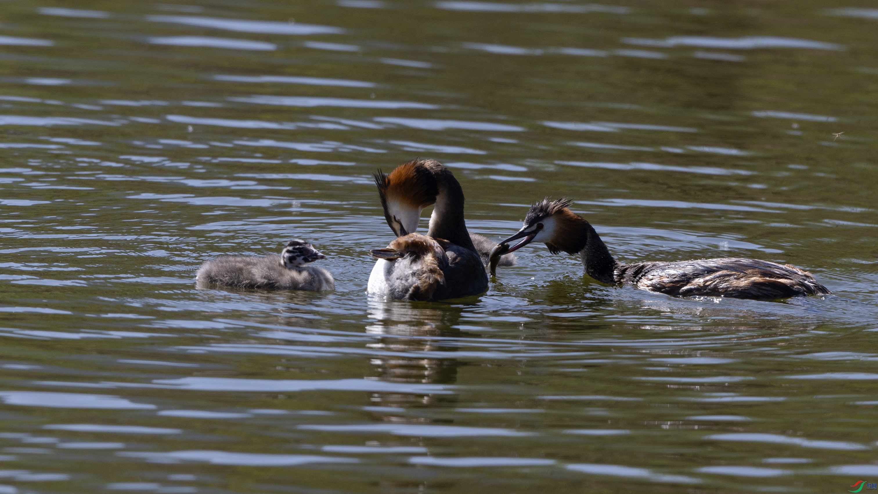 _O7A7198 ����.jpg