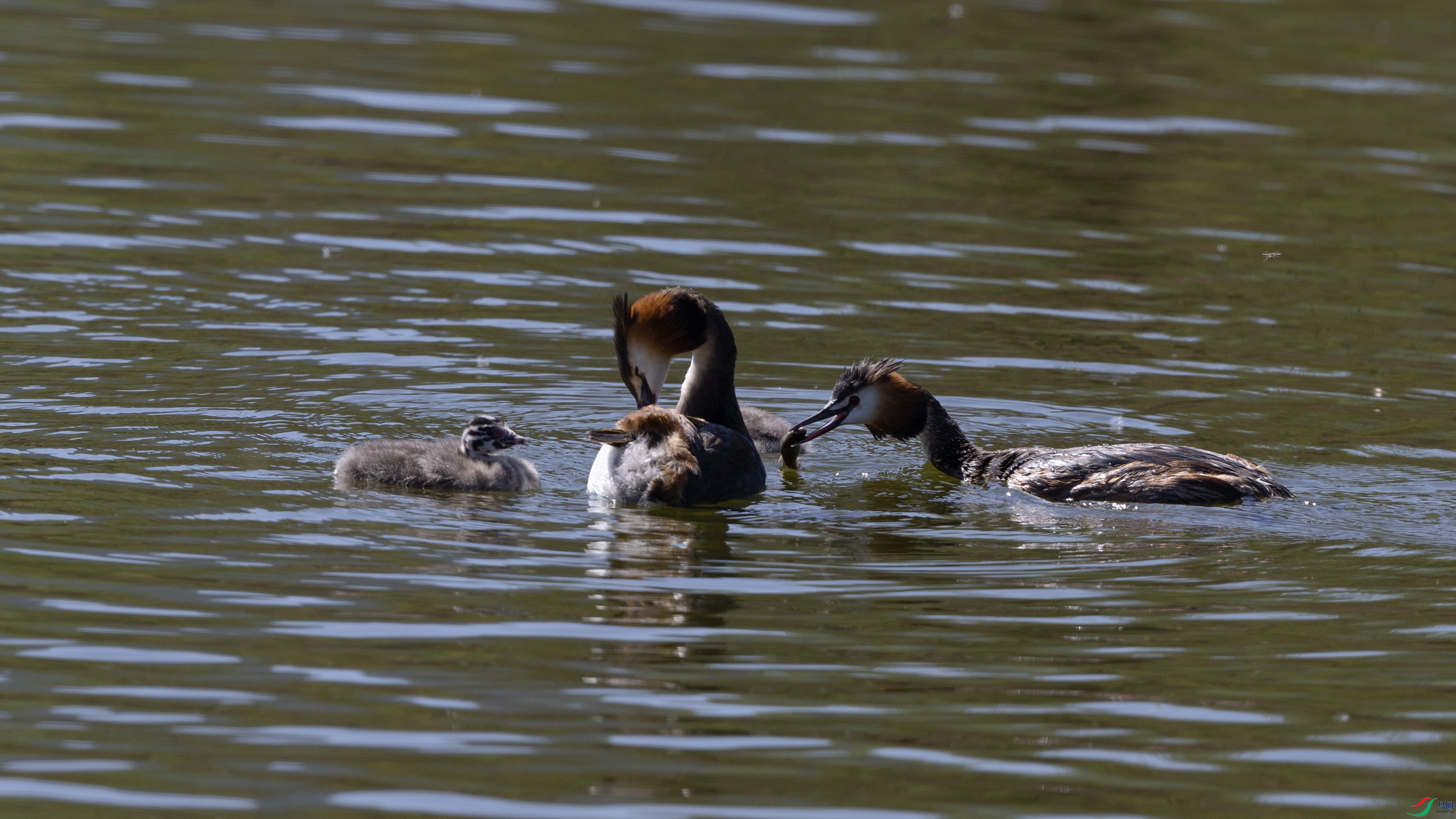 _O7A7197 ����.jpg