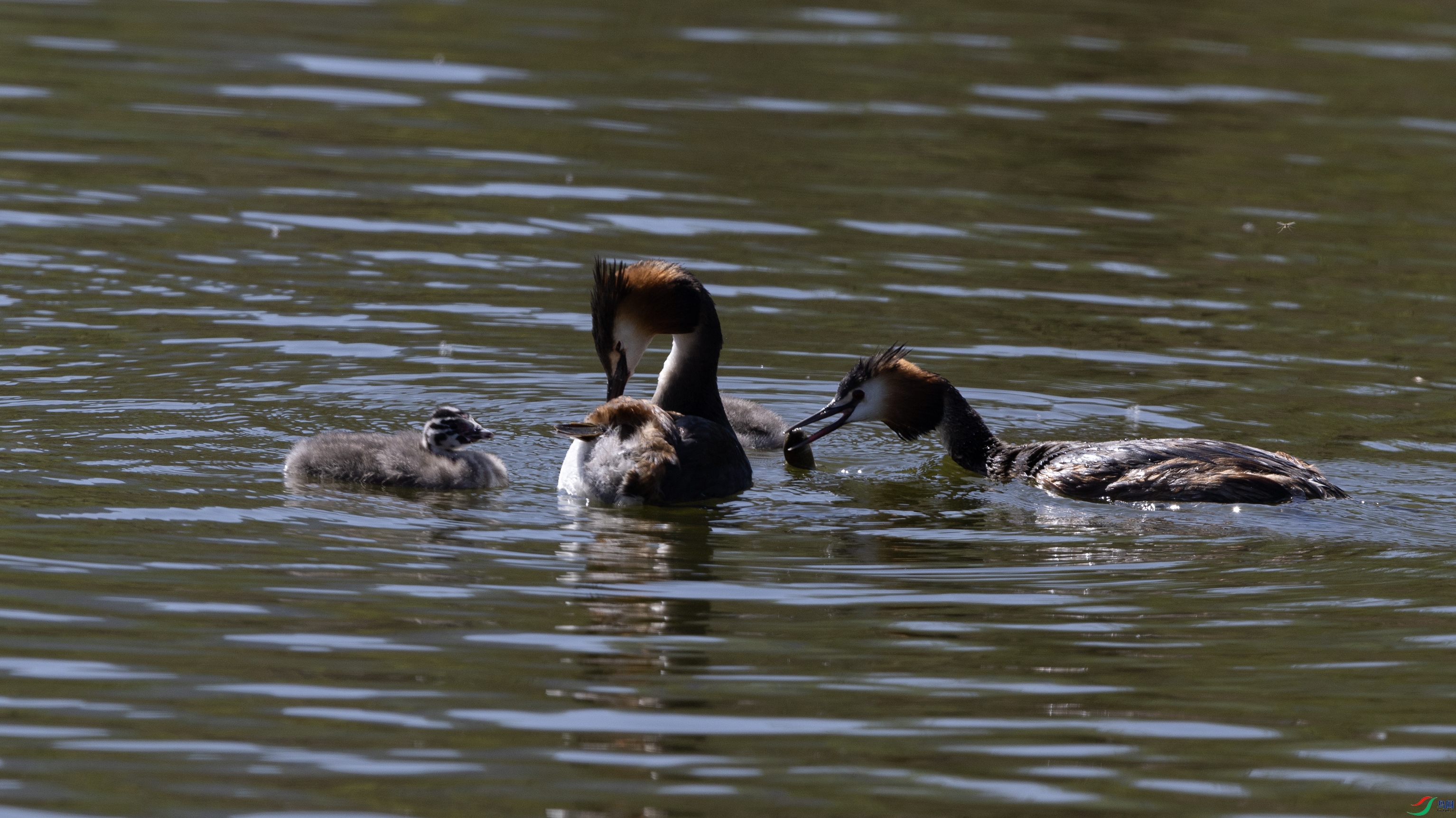 _O7A7196 ����.jpg