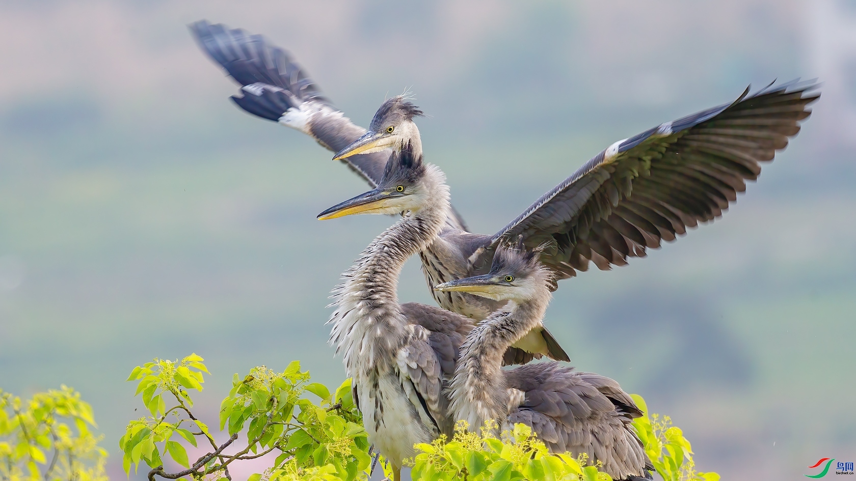 6.17�ƽ�Ҷ��ʦ��Ʒ   ���ֵ� ��ף���ٻ���Ӱʦ������.jpg