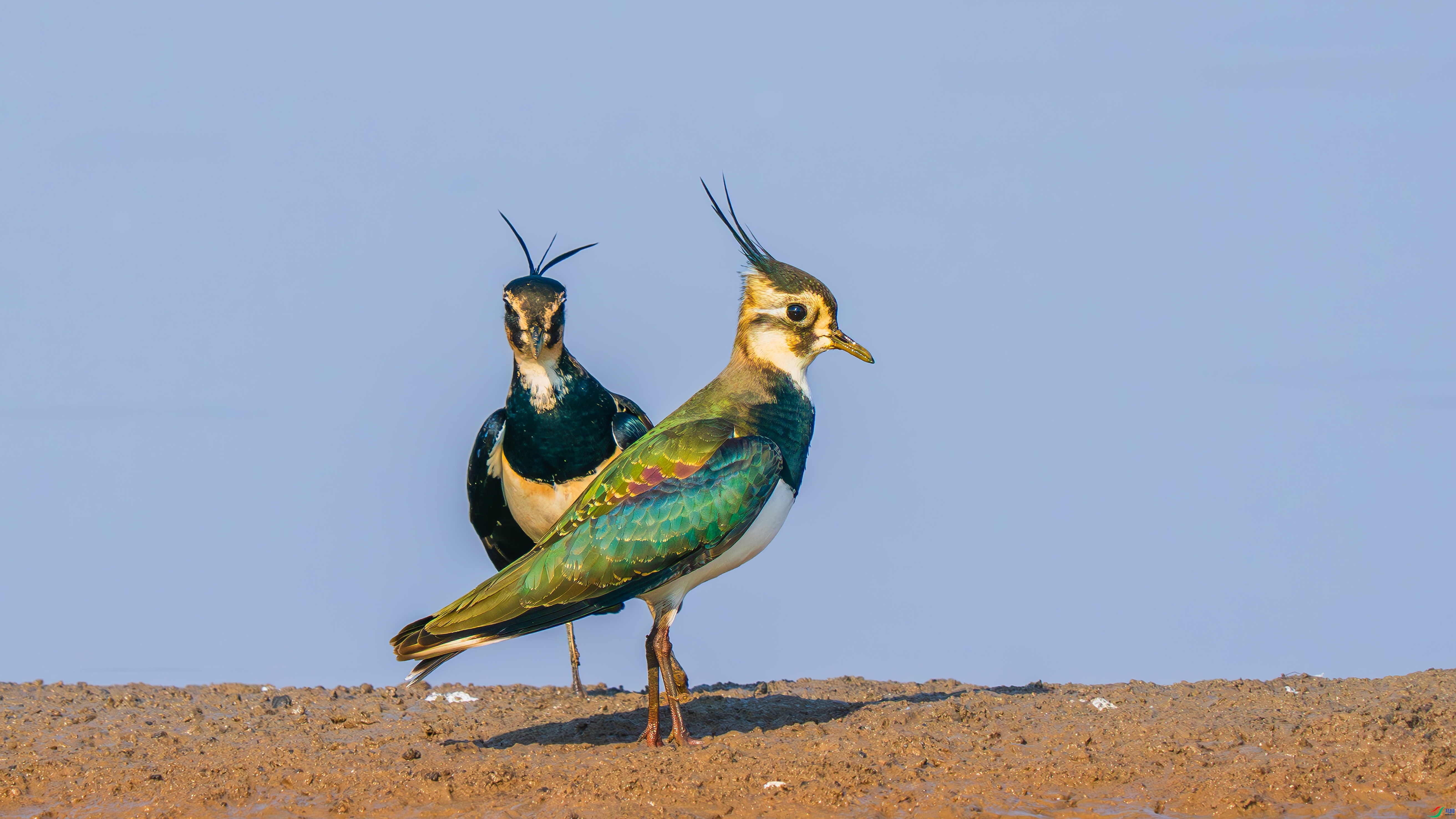 6.18С������ʦ��Ʒ   ��ٳ���� ��ף���ٻ����������.jpg