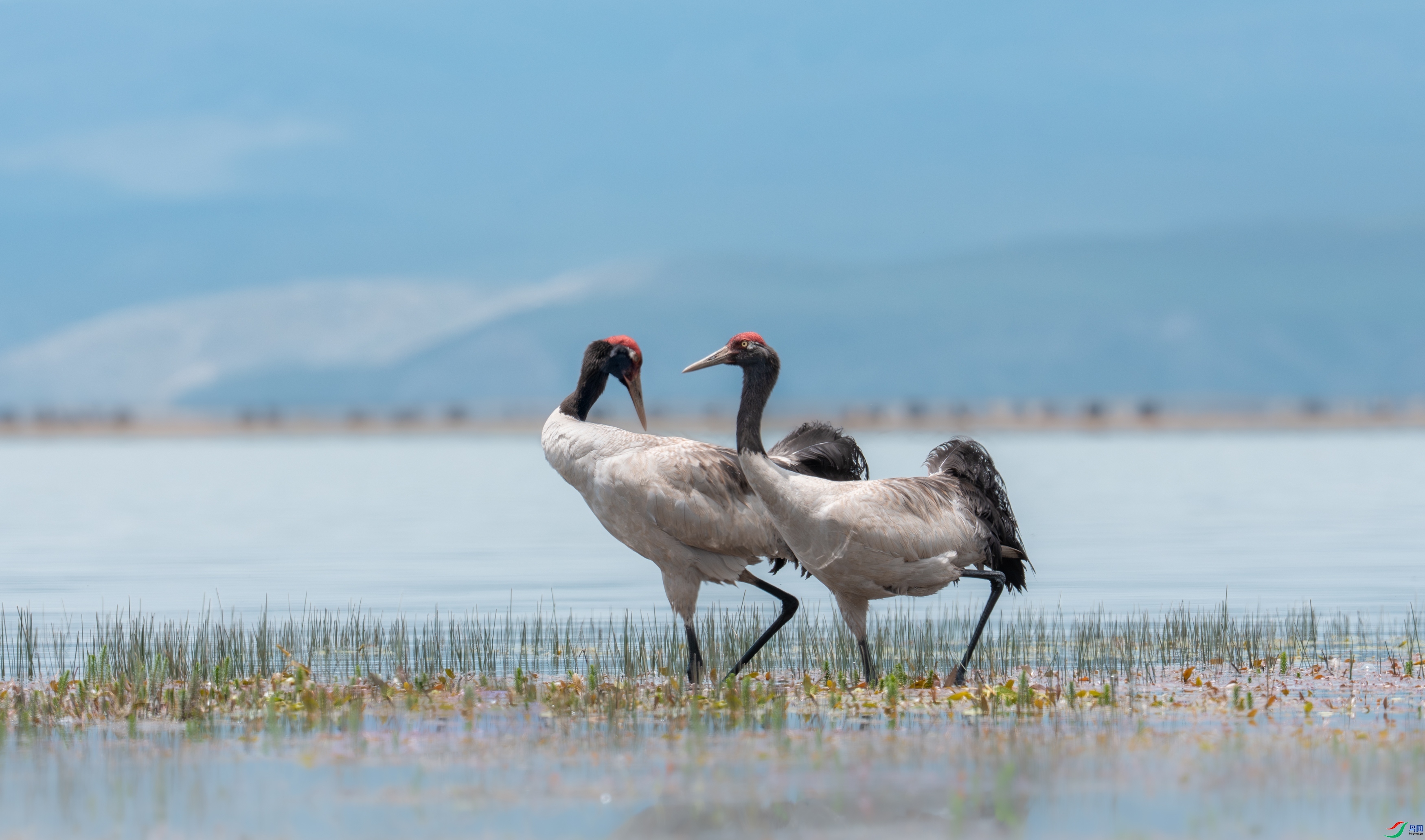 6.21��Ͽ֮����ʦ��Ʒ   ���� ��ף���ٻ����������.jpg