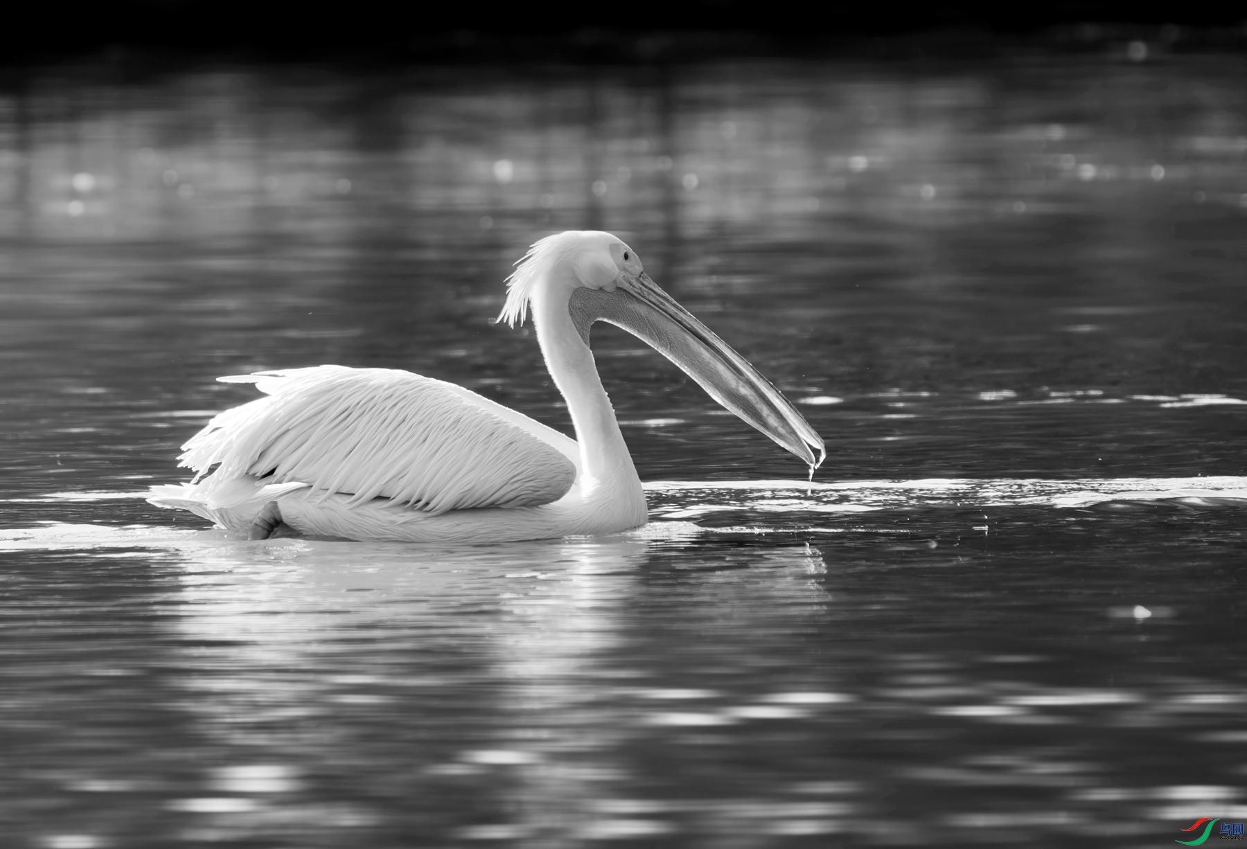 DSC03091 ����_����.jpg