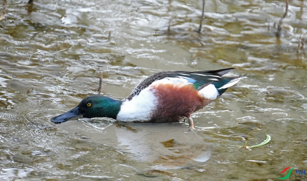 DSCF8721.1.JPG
