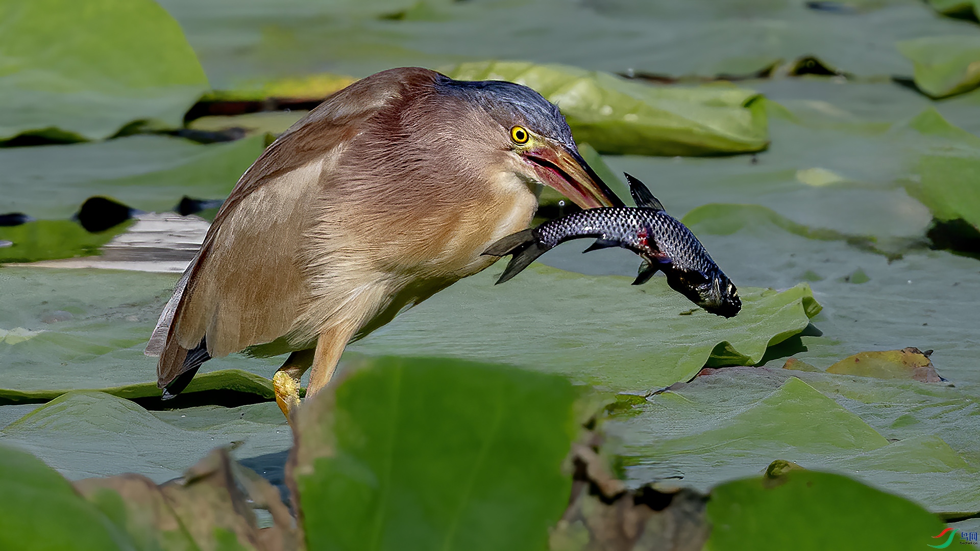 DSC_0156-.jpg