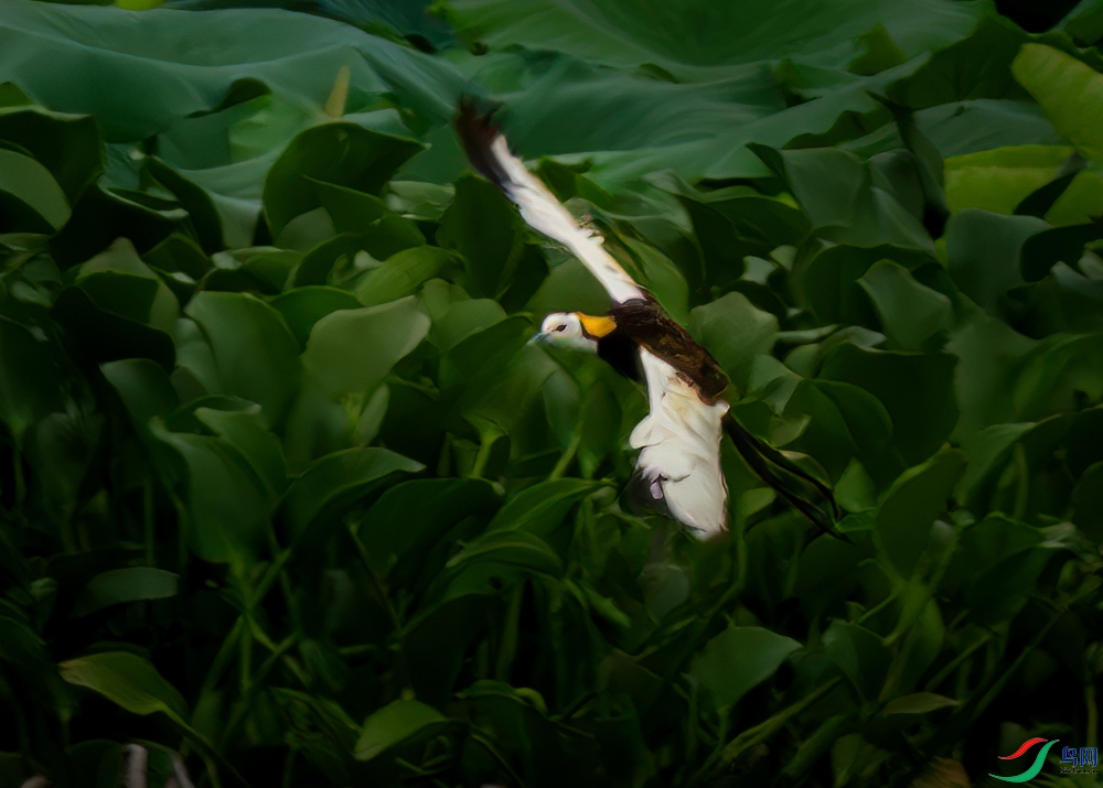 _DSC6320-.jpg