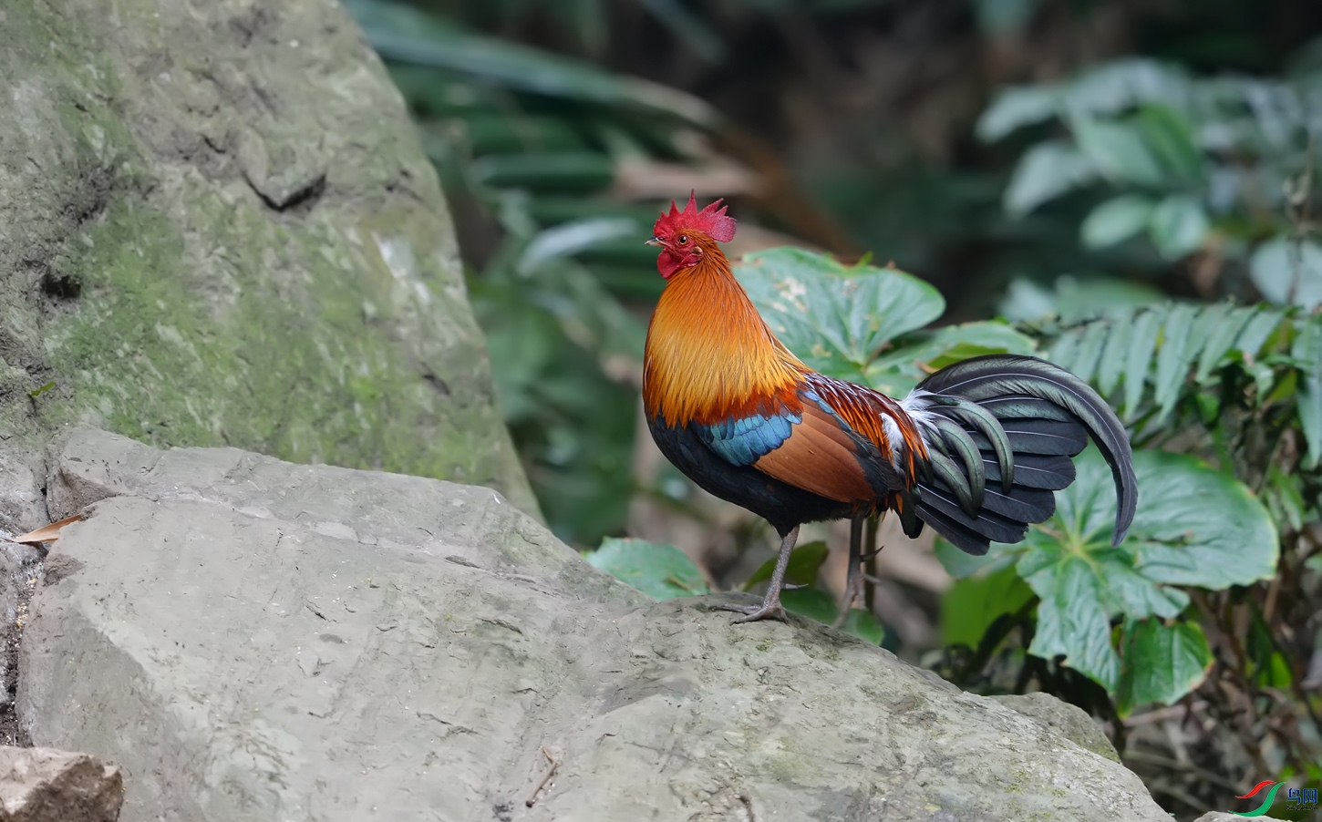 DSC_46001.jpg