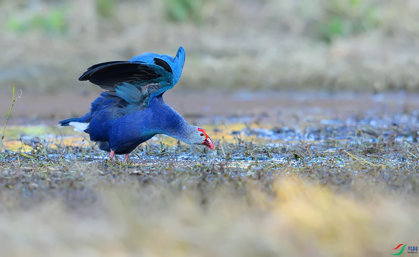 DSC_15771.jpg