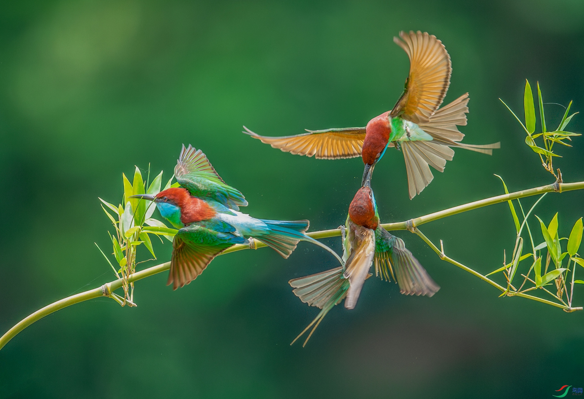 DSC_1436-����ǿ-NR.jpg