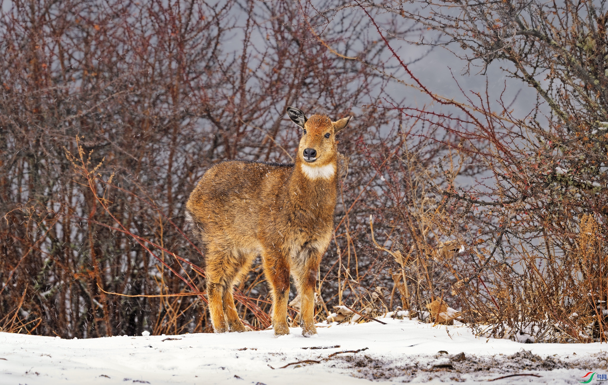 _DSC9657.jpg