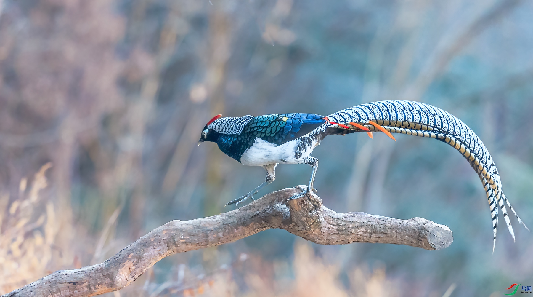 _J1R2882-1.jpg