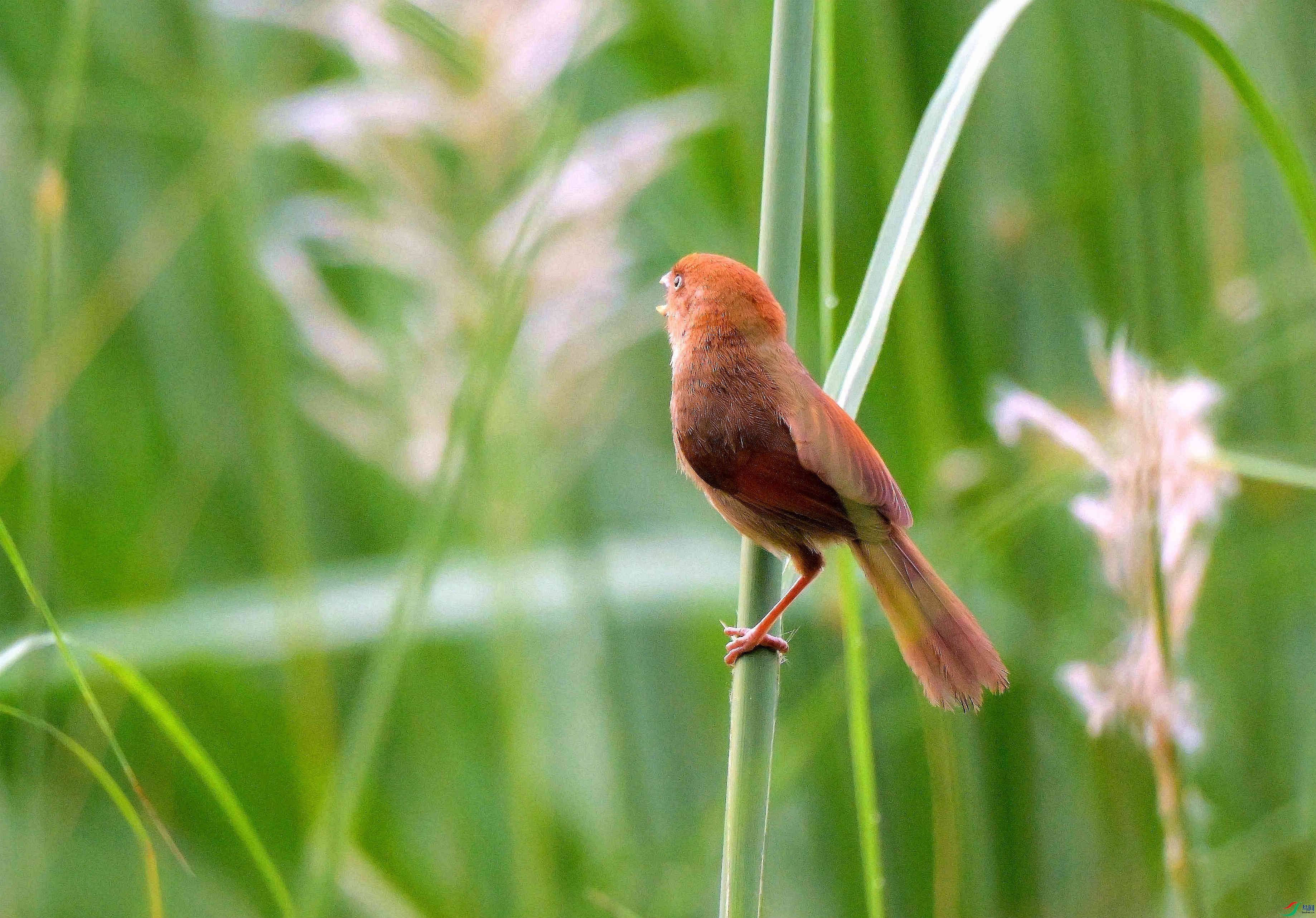 DSC_6390.jpg