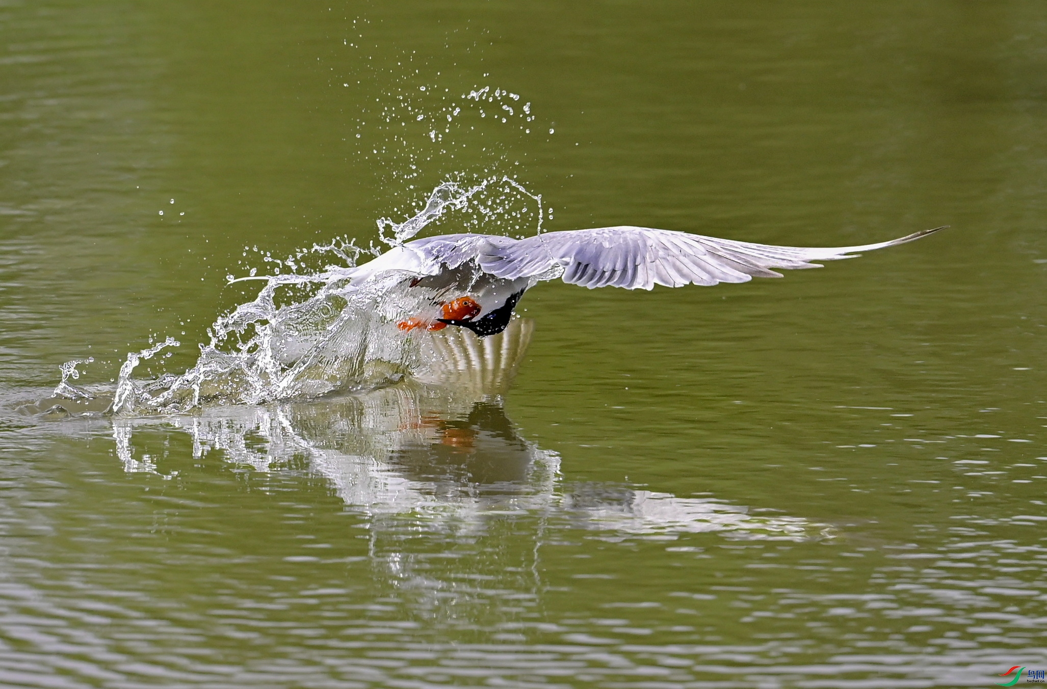 _DSC8404 ����x.jpg