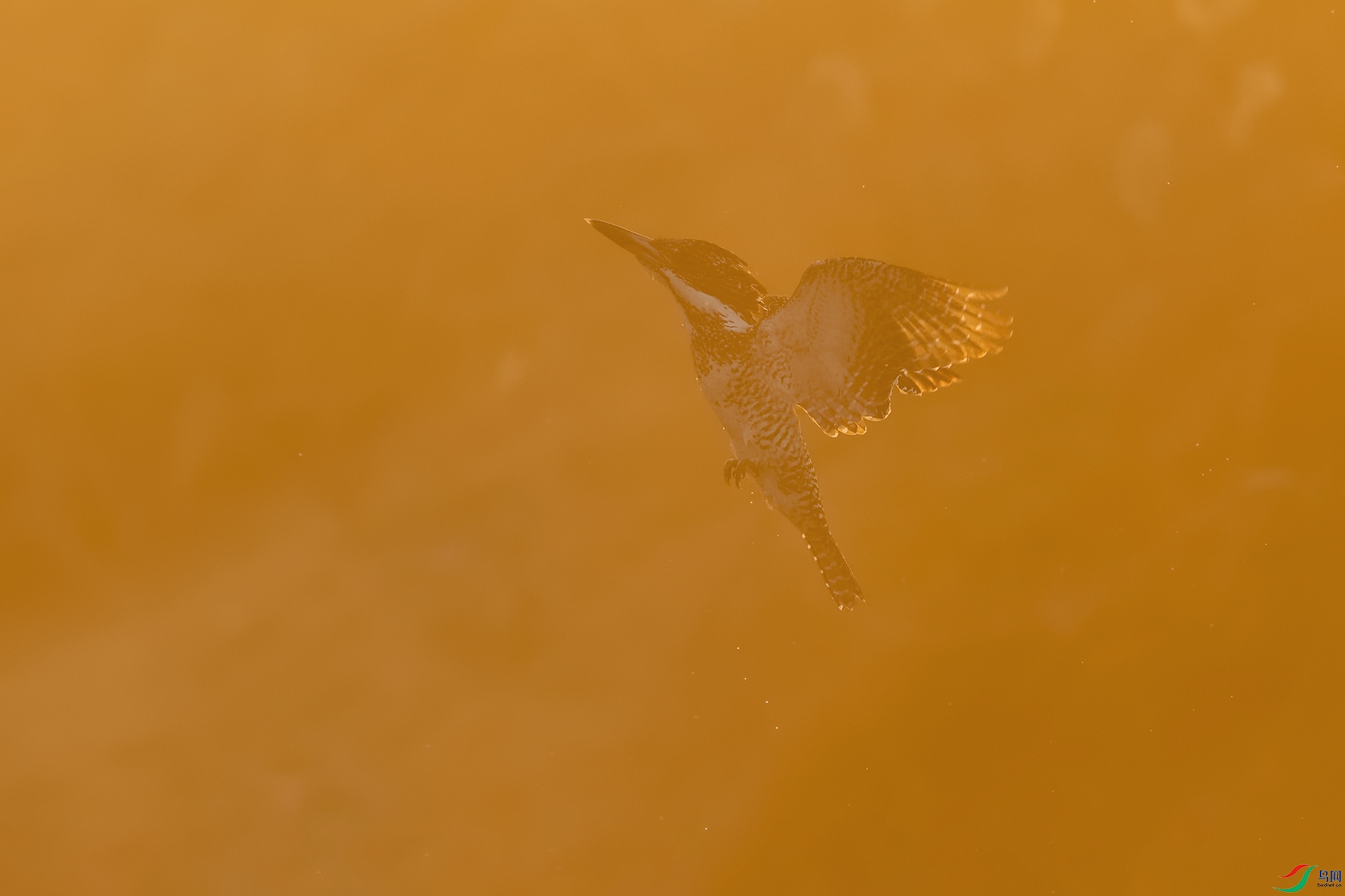 DSC_6608_DxOa.jpg