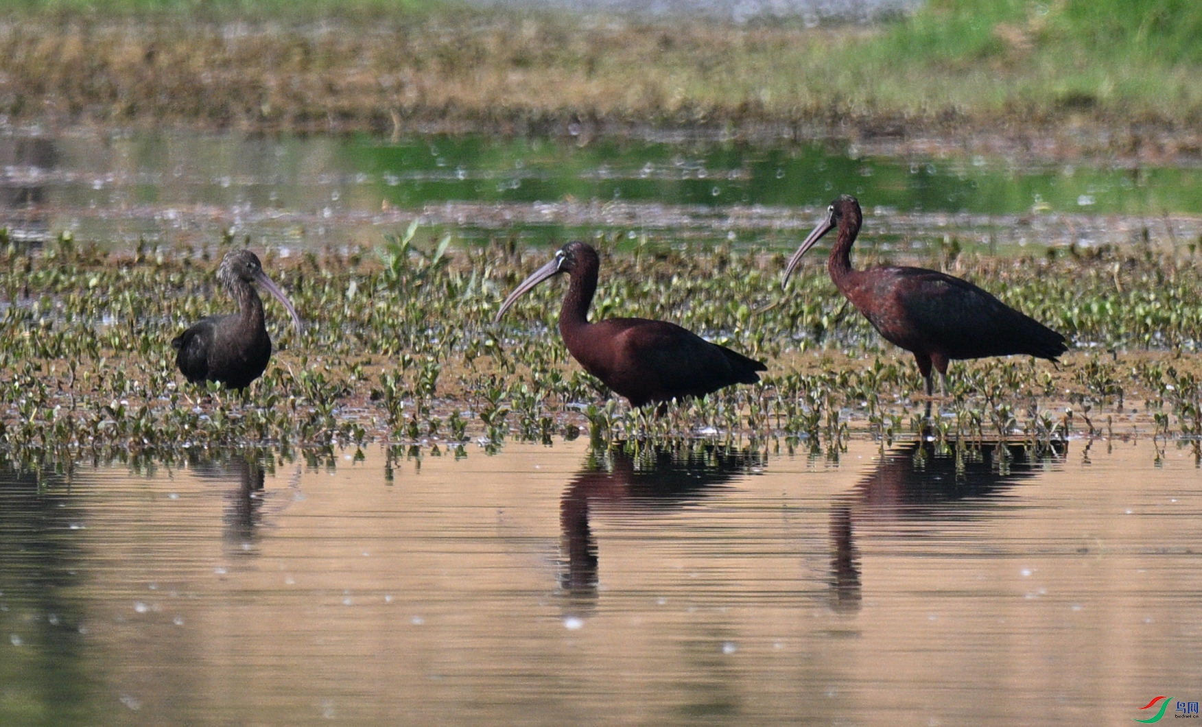 DSC_3527_����.jpg