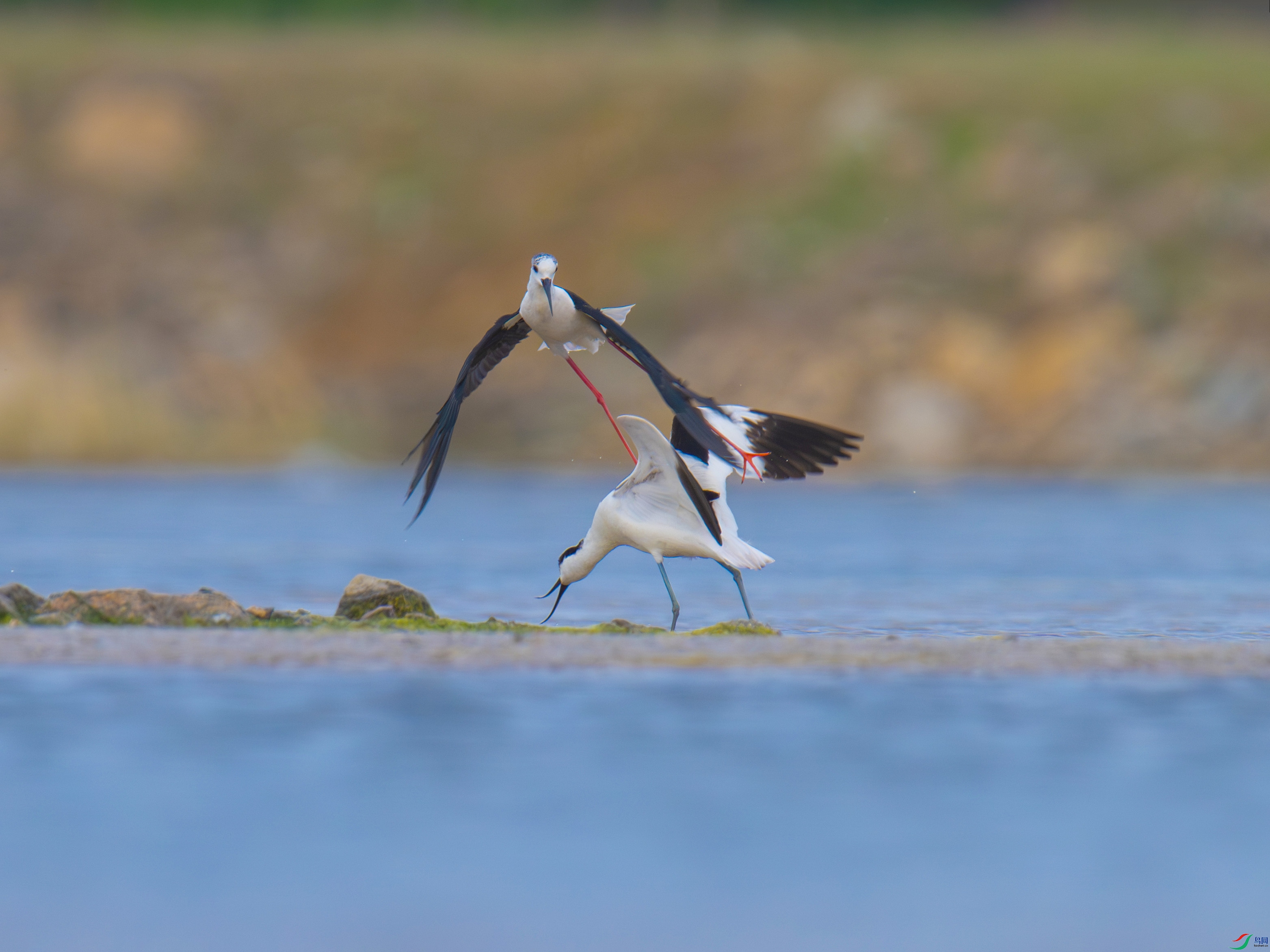 DSC_9072-����ǿ-NR.jpg