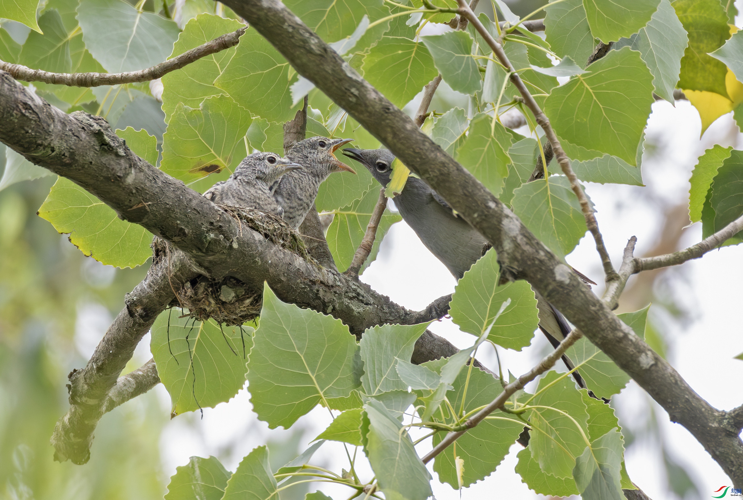 2I1A6809-����ǿ-NR ����.jpg