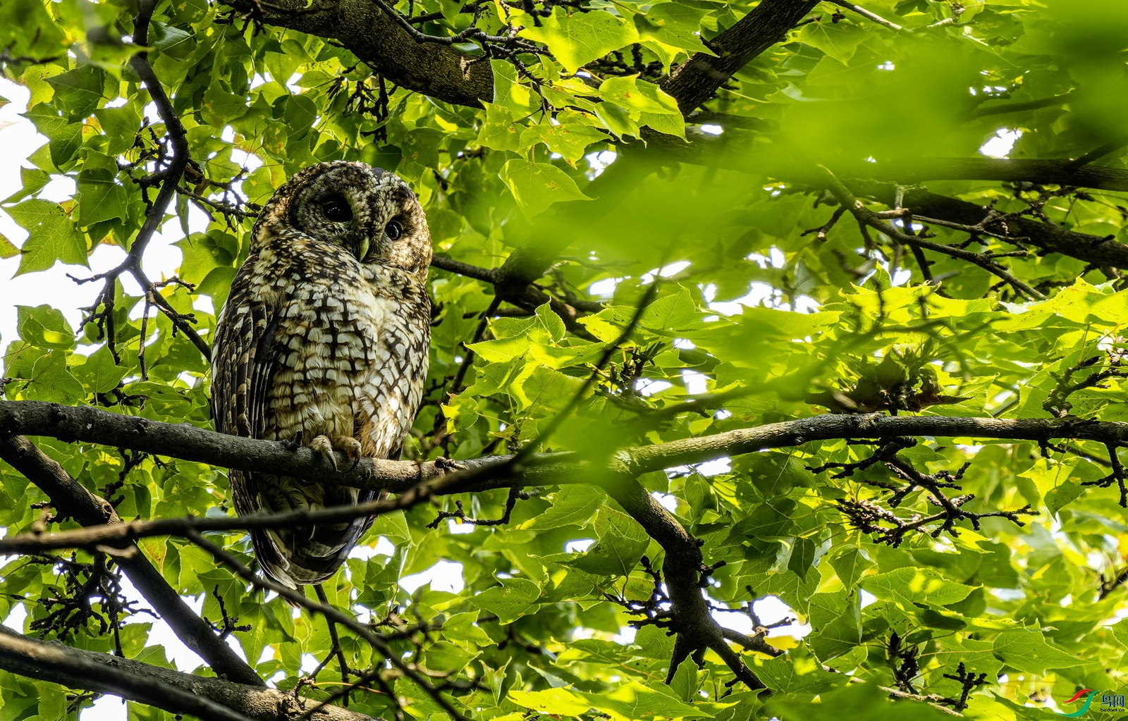 �����^ (5198)--1.jpg