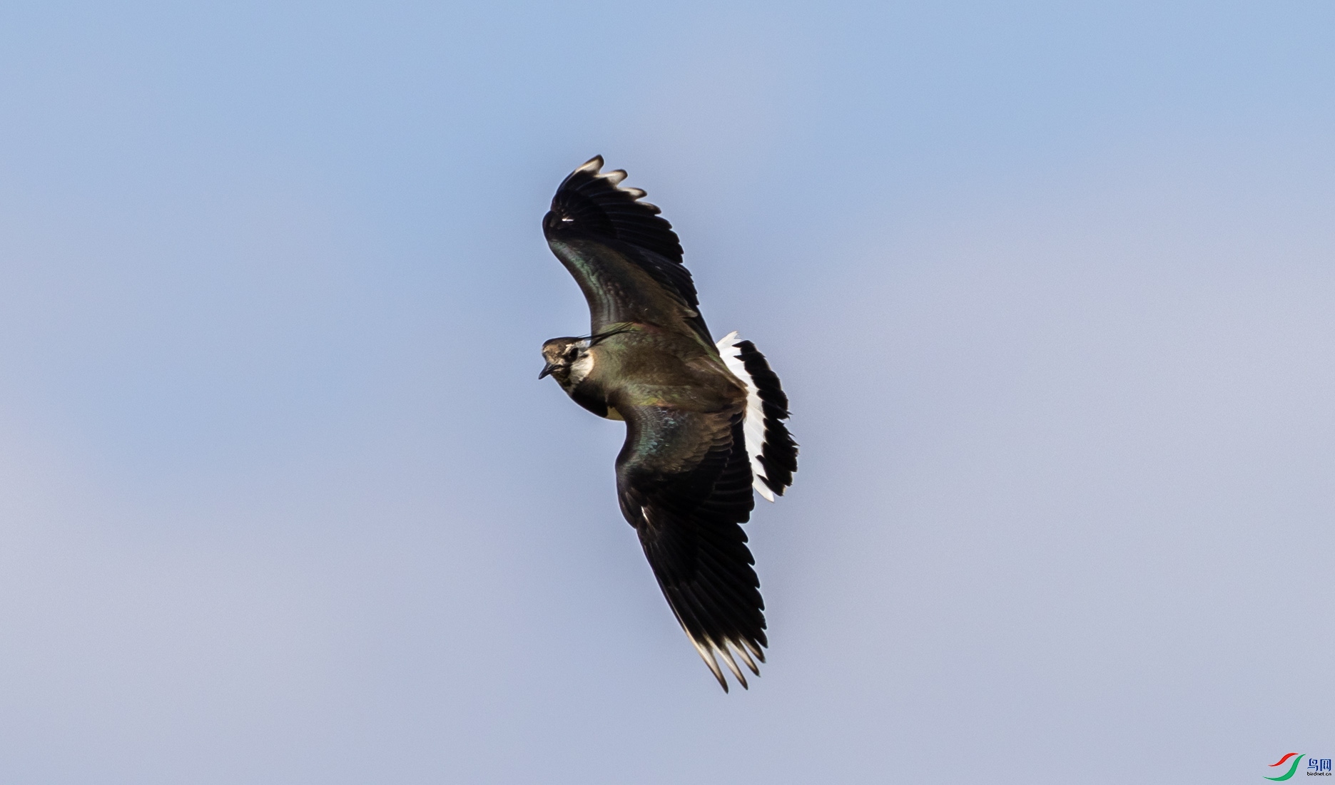 ��ͷ��266 ����.jpg