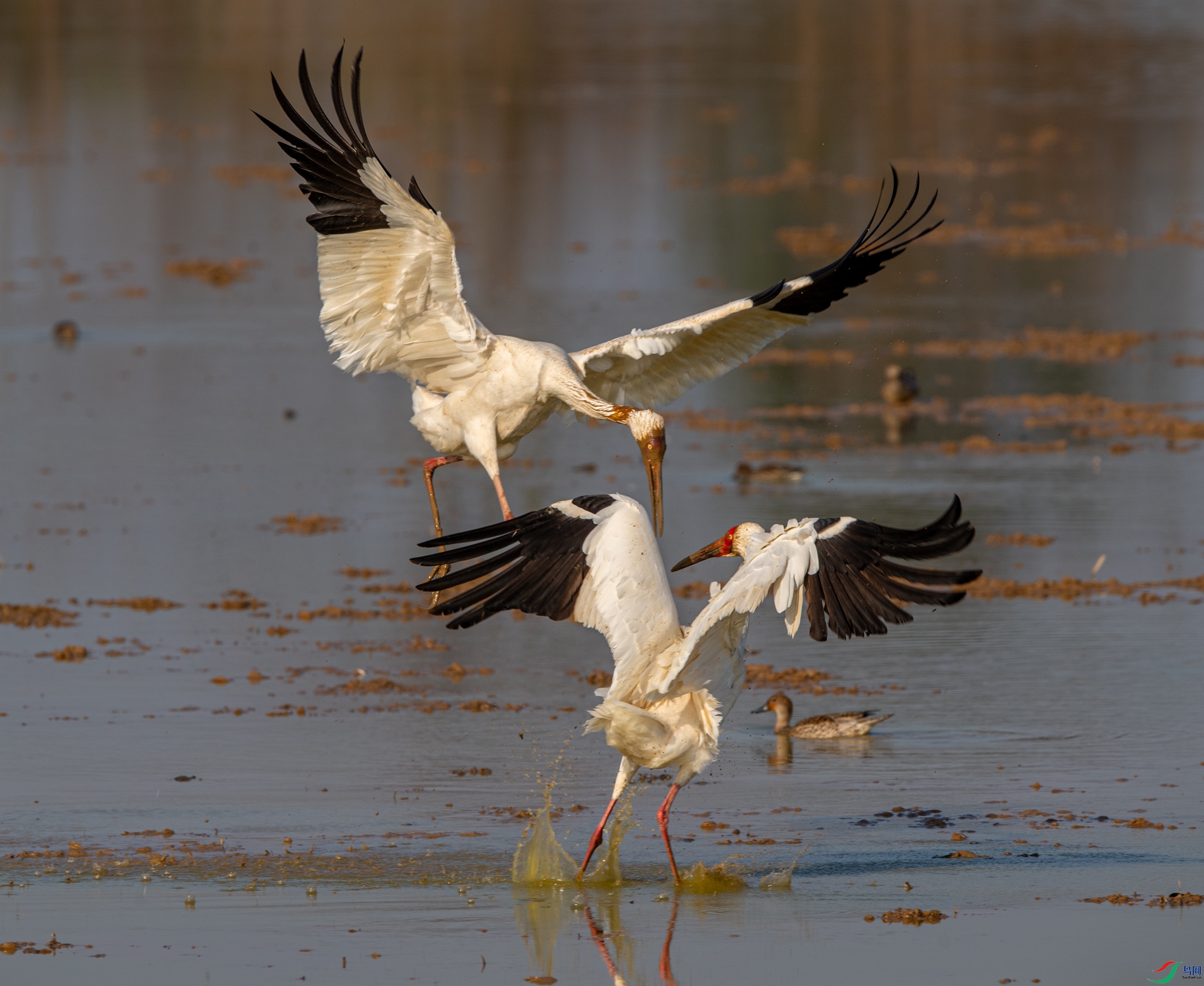 DSC_9981�׶�.JPG
