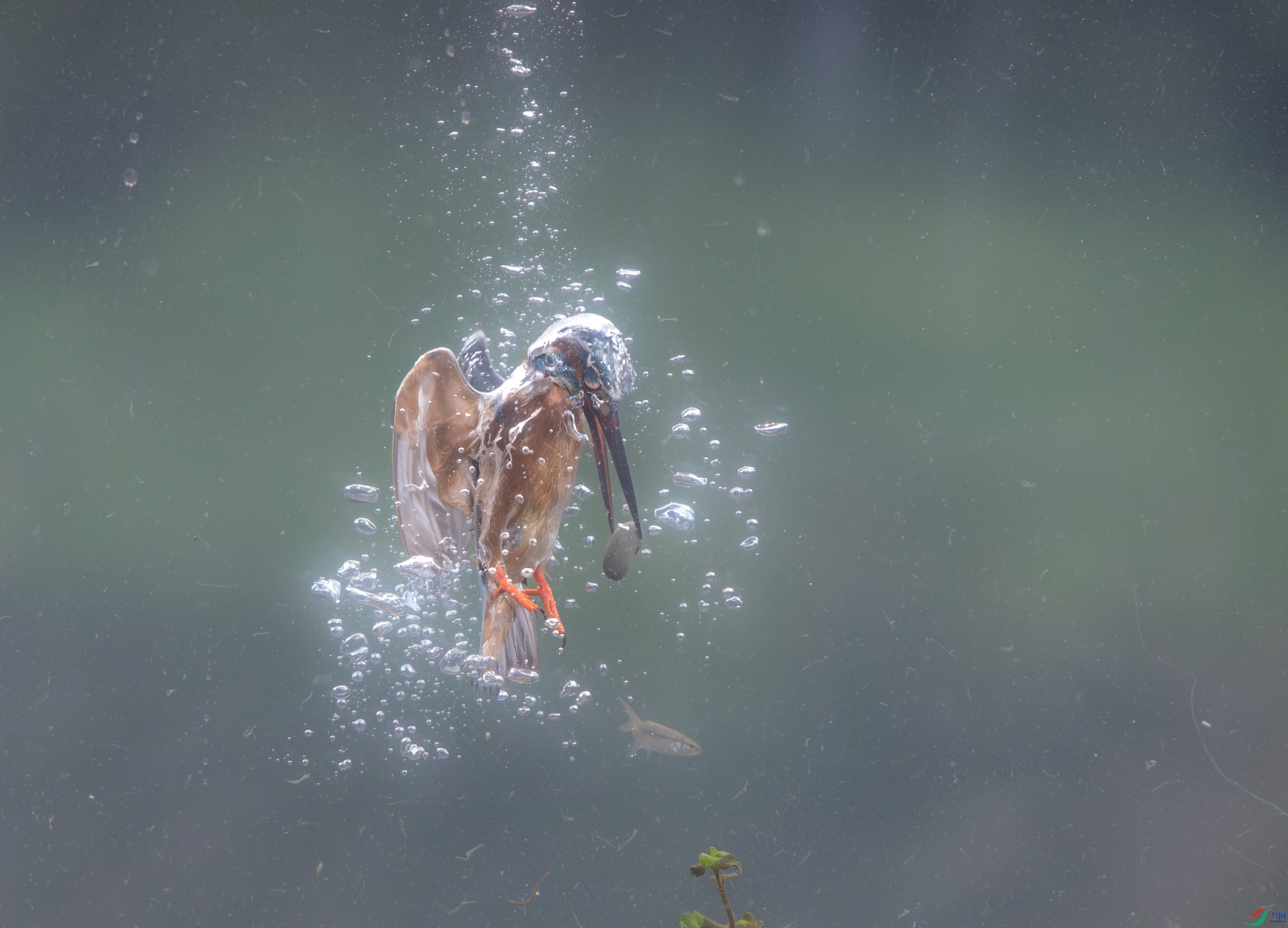 A15I8768-����ǿ-NR ����.jpg