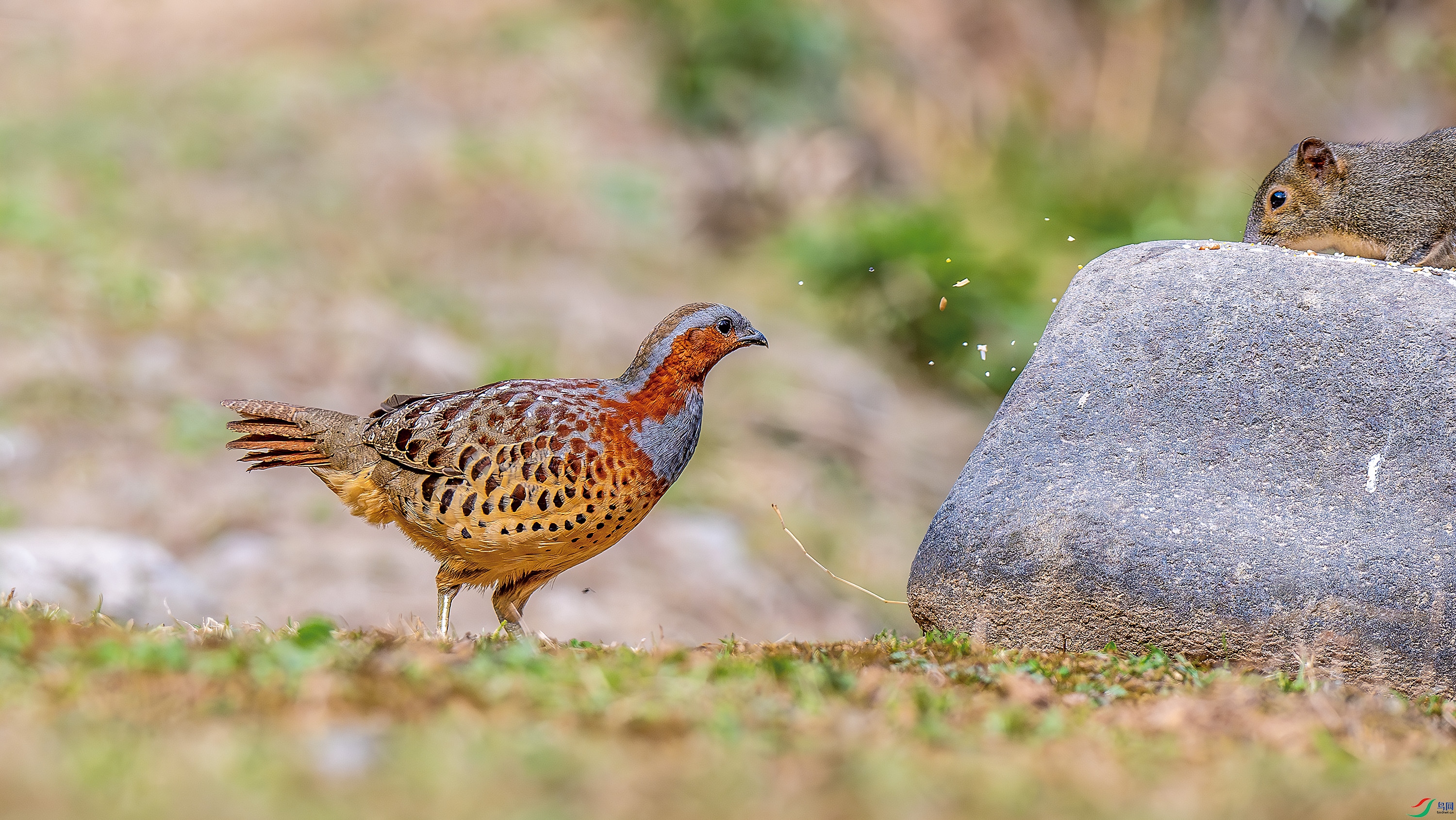 DSC_3586-����ǿ-NR.jpg