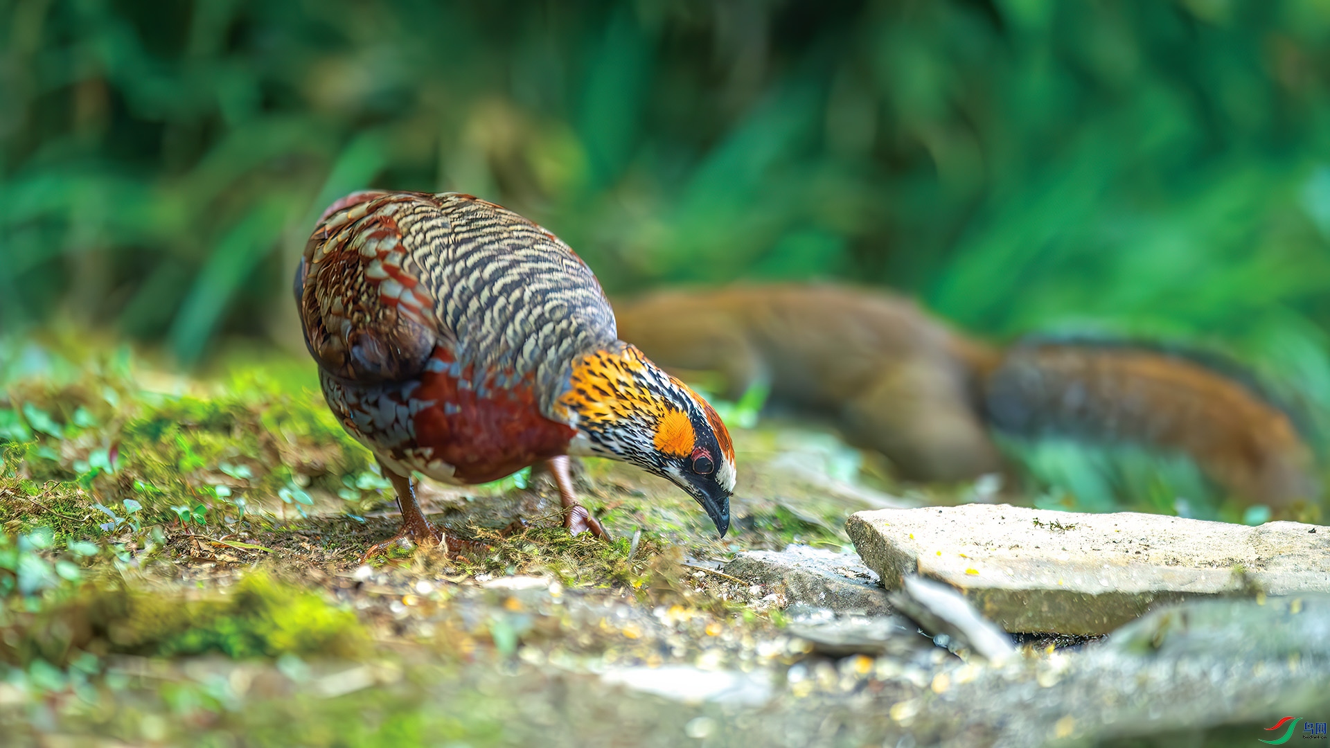 DSC_8982-����ǿ-NR.jpg