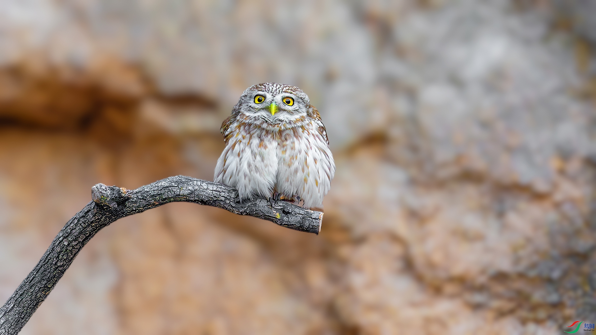 DSC_1399-����ǿ-NR.jpg