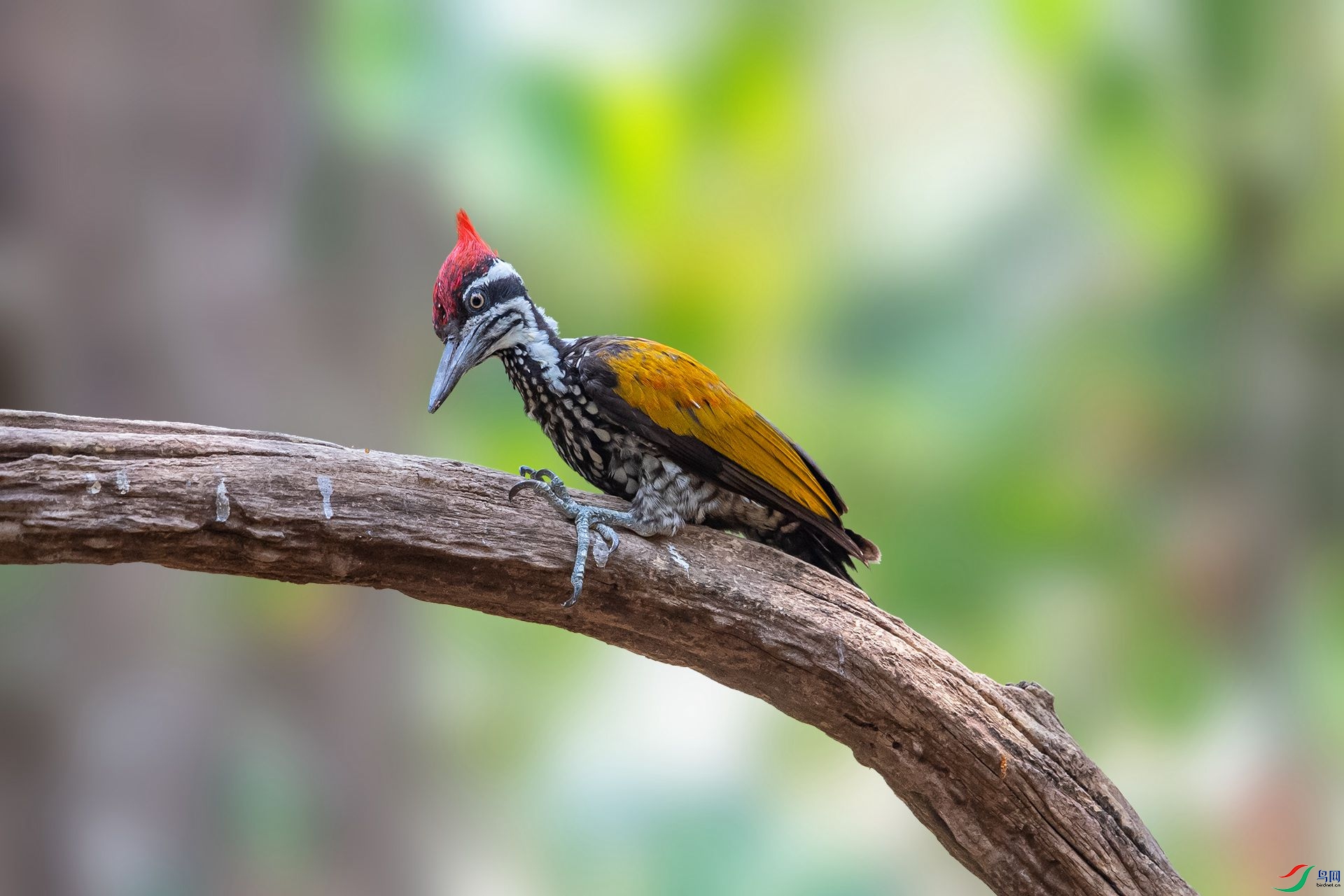 DSC_0129.jpg
