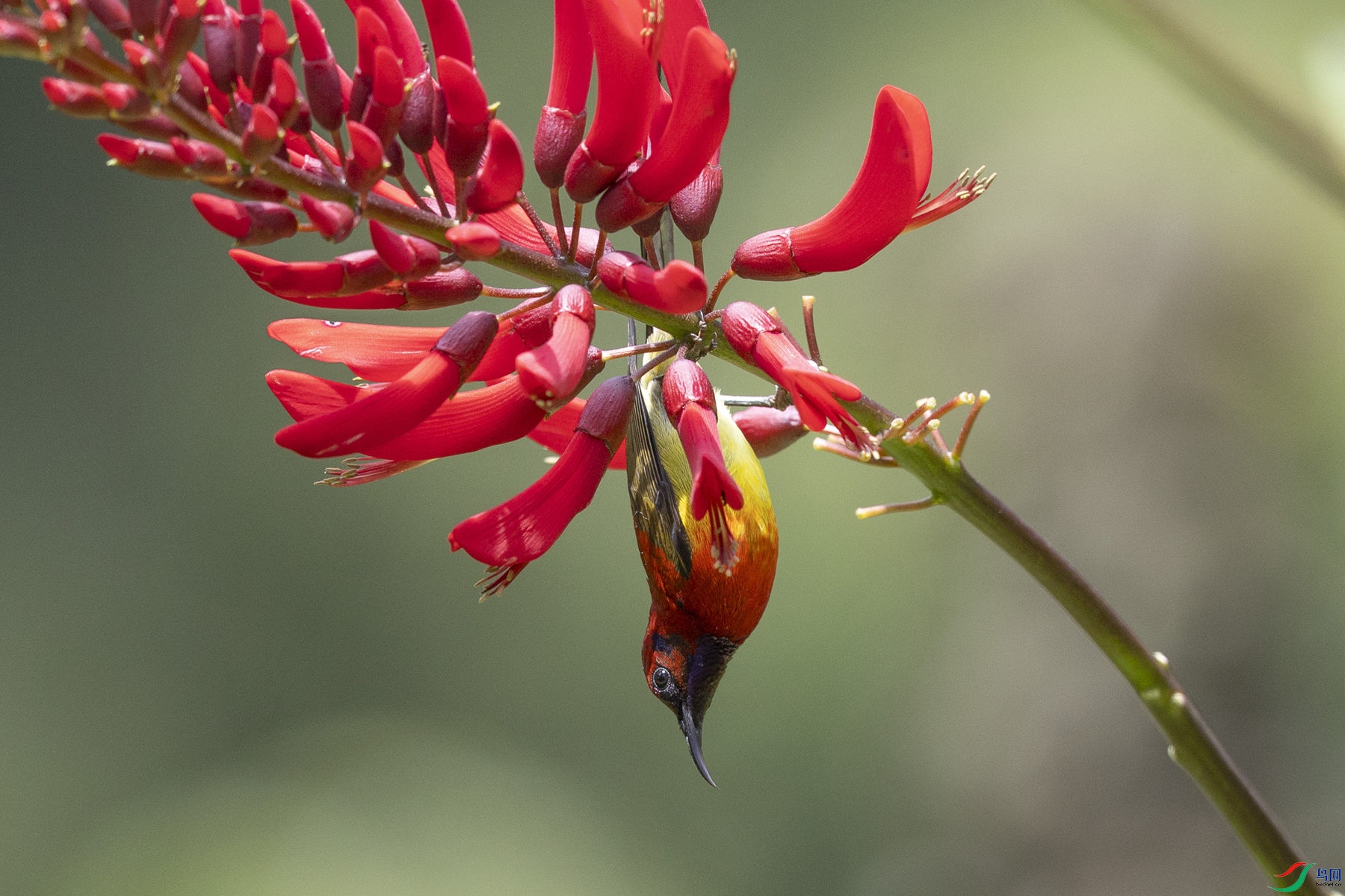 ����̫����