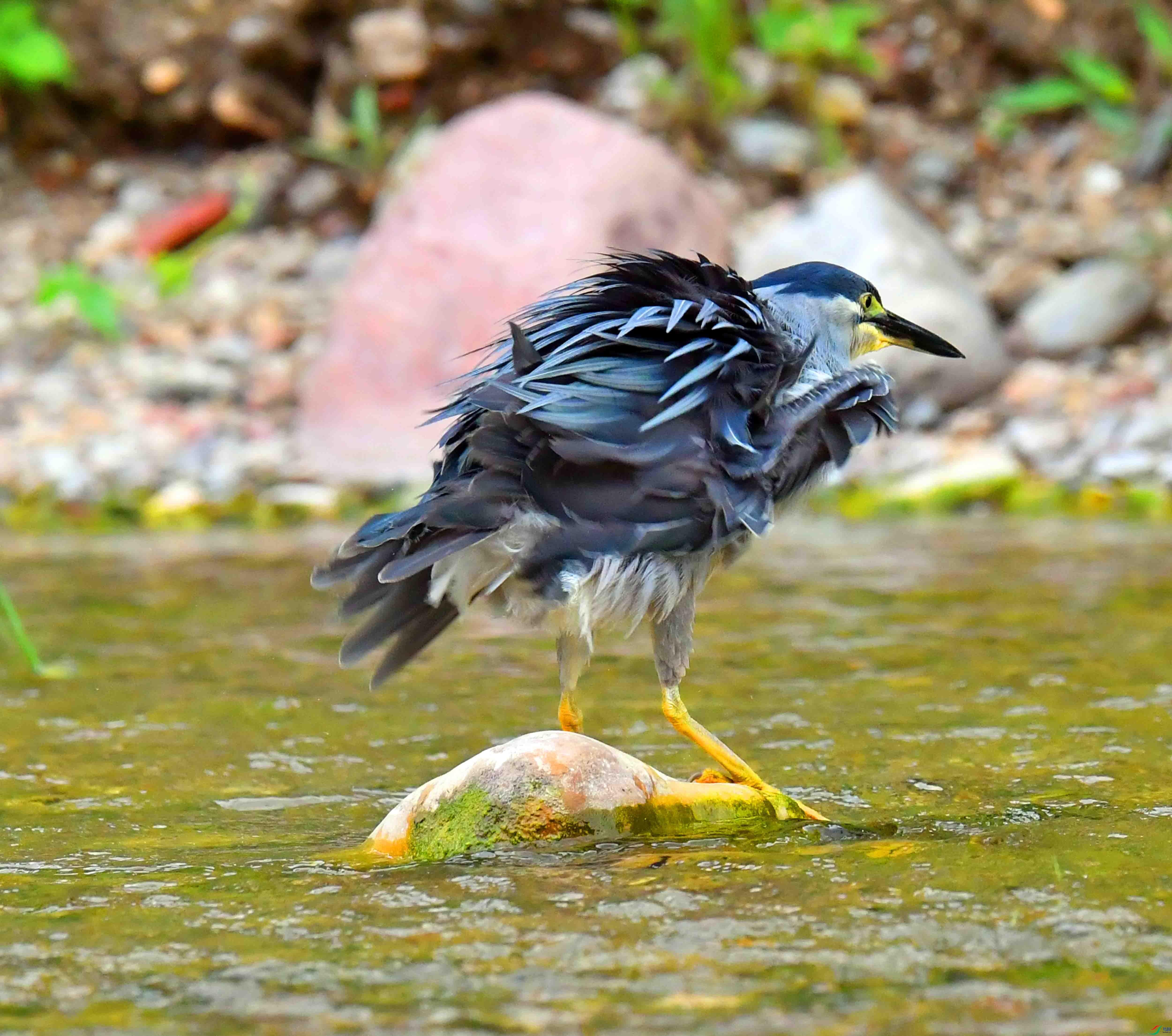 DSC_0821.JPG