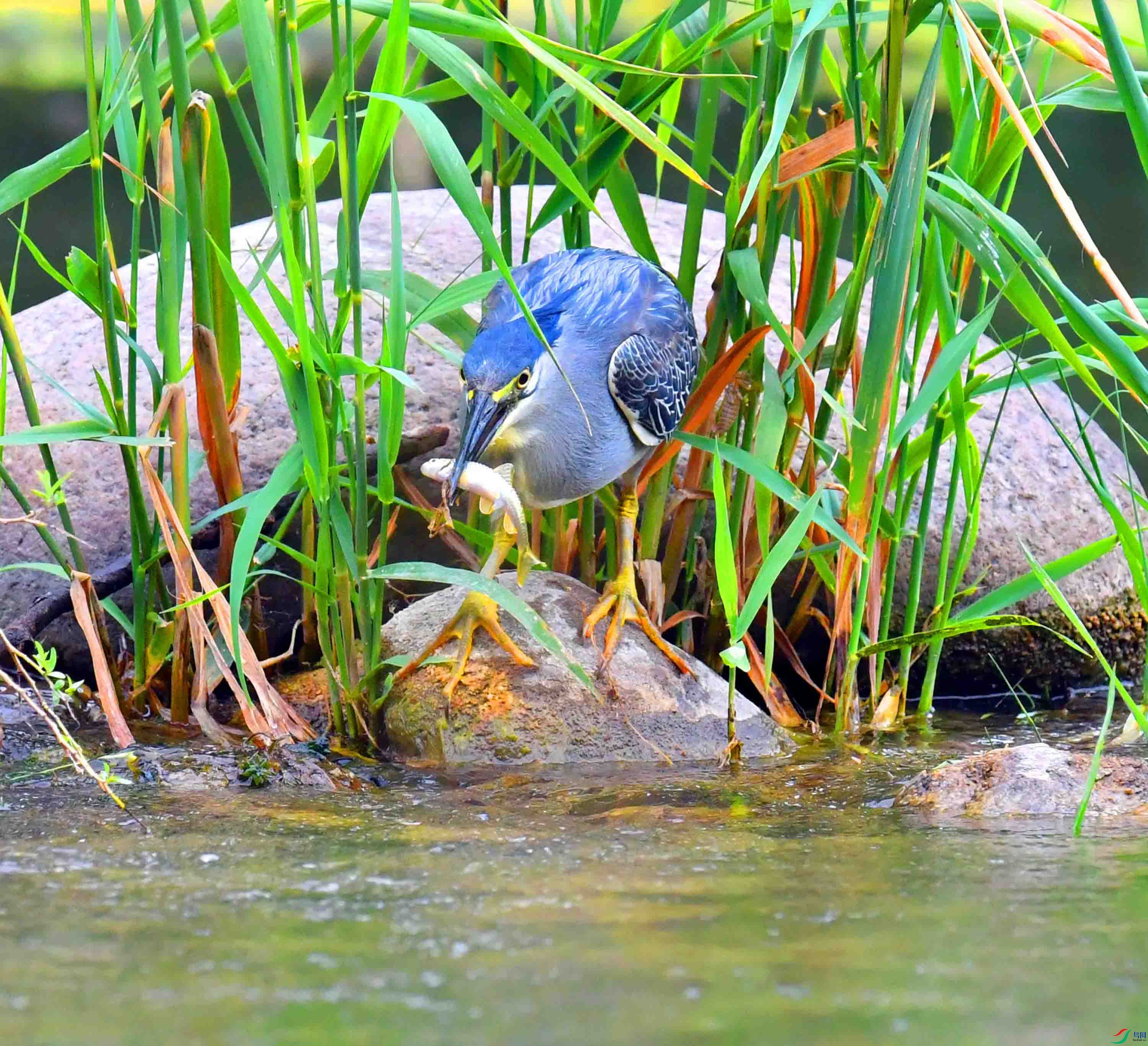 DSC_0929.JPG