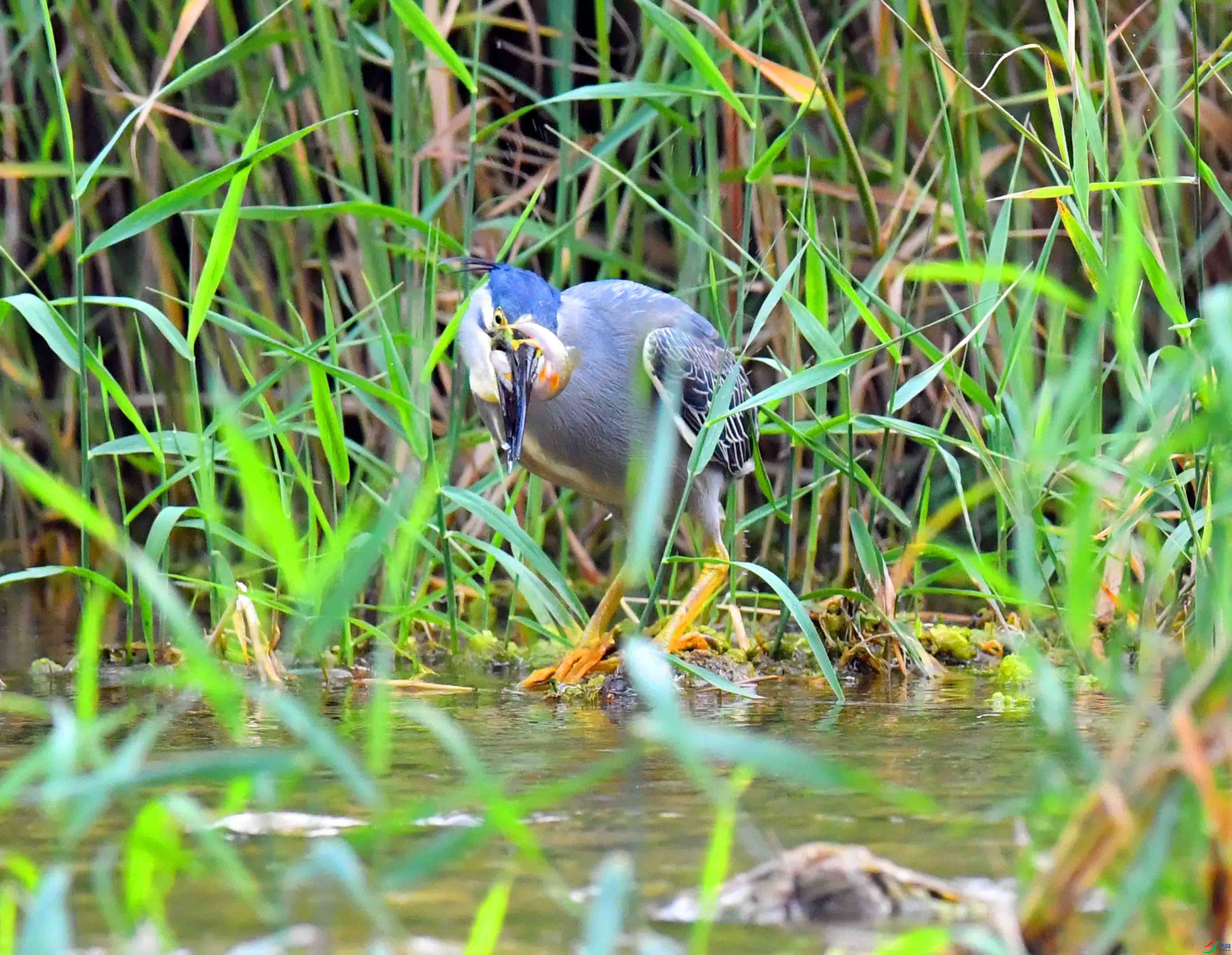 DSC_0990.JPG