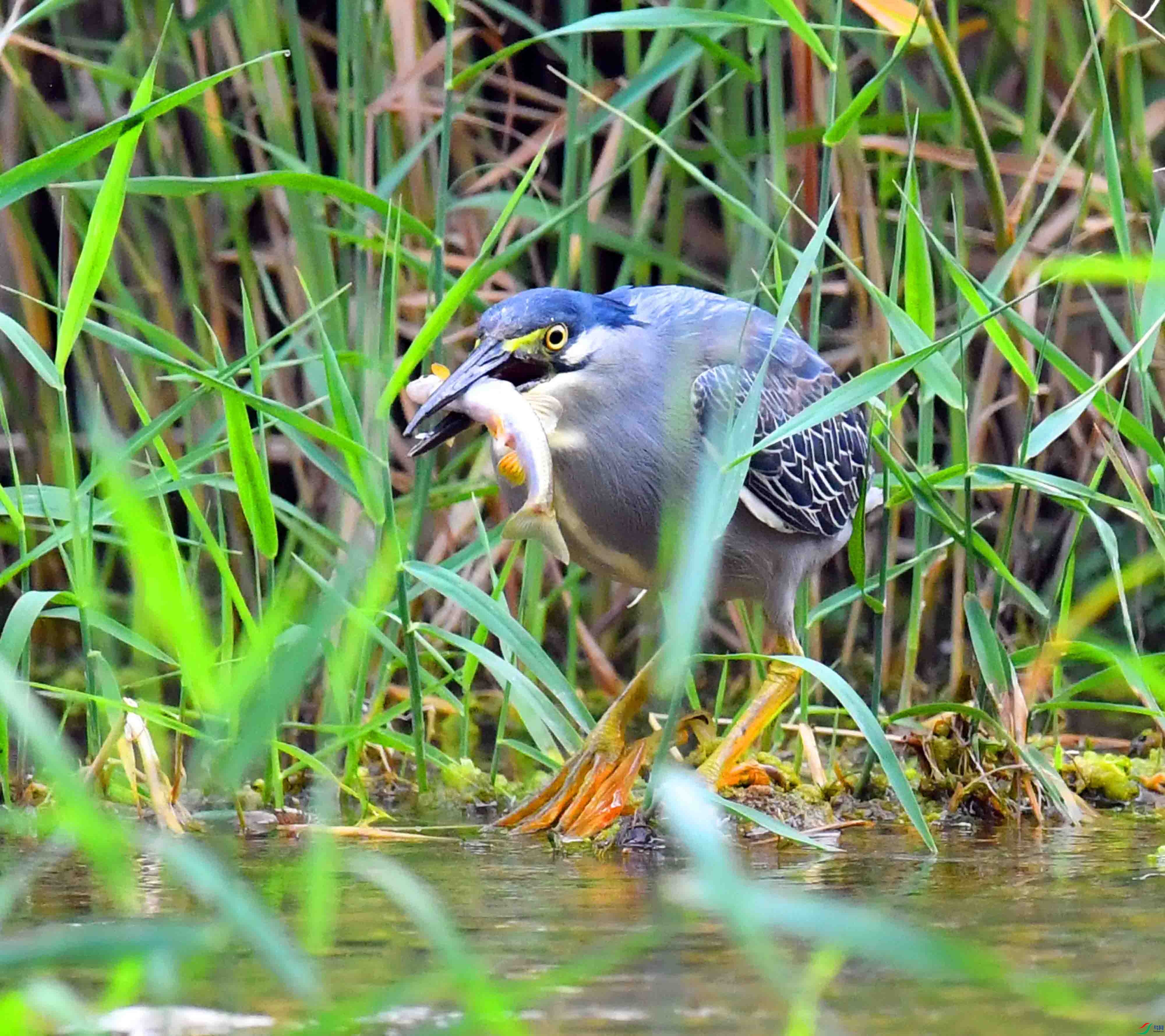 DSC_0989.JPG
