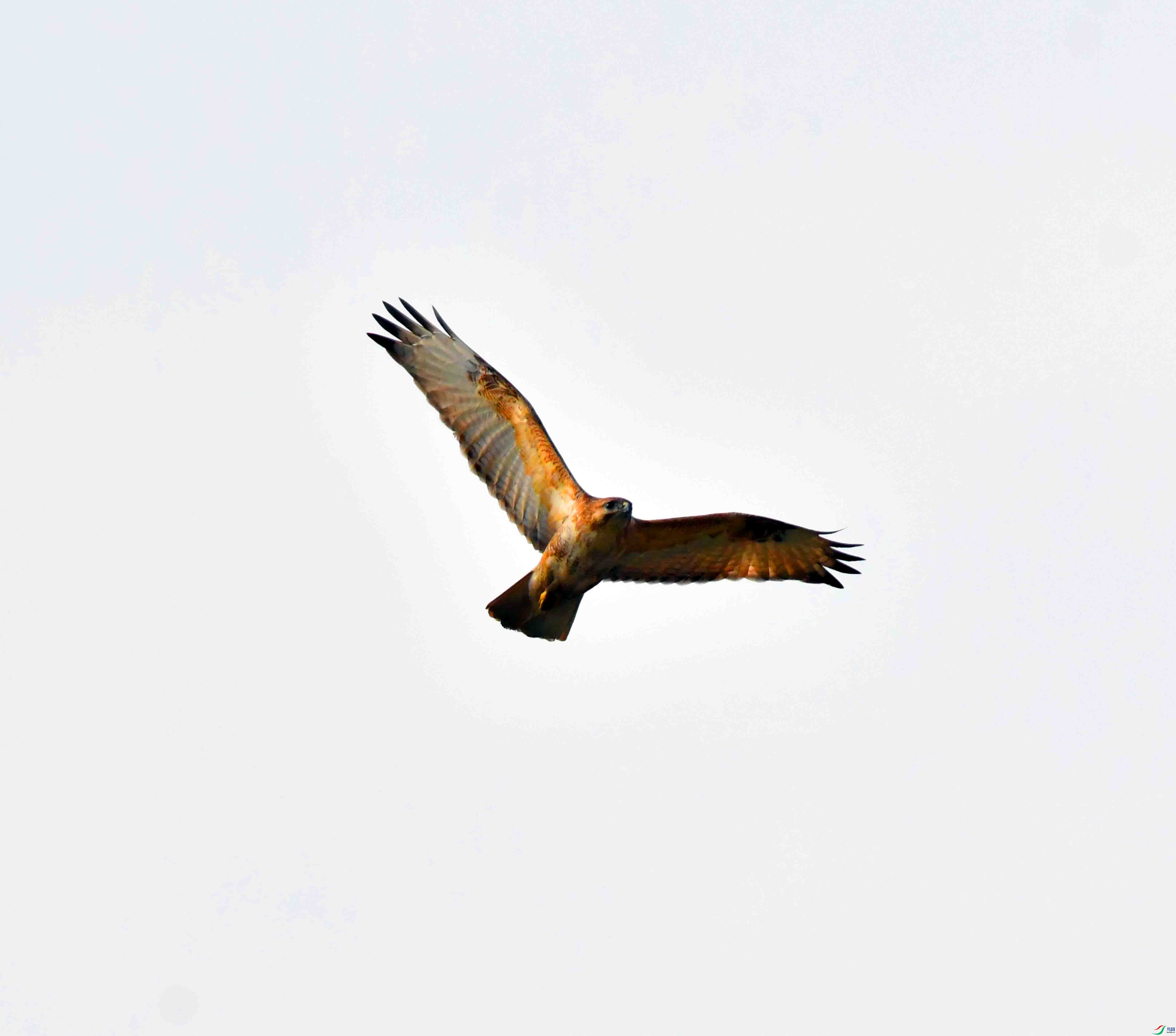 DSC_1336.JPG