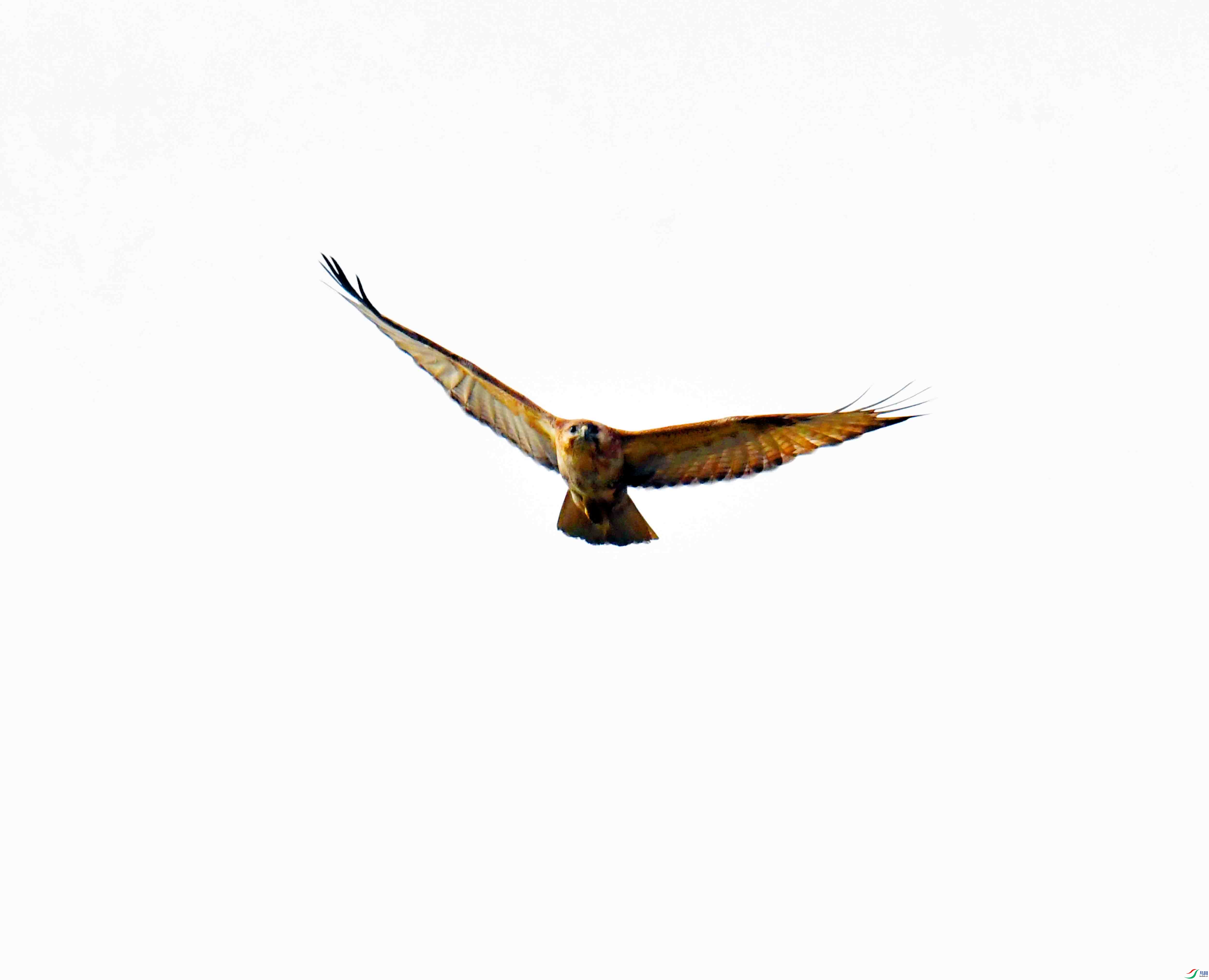 DSC_1335.JPG