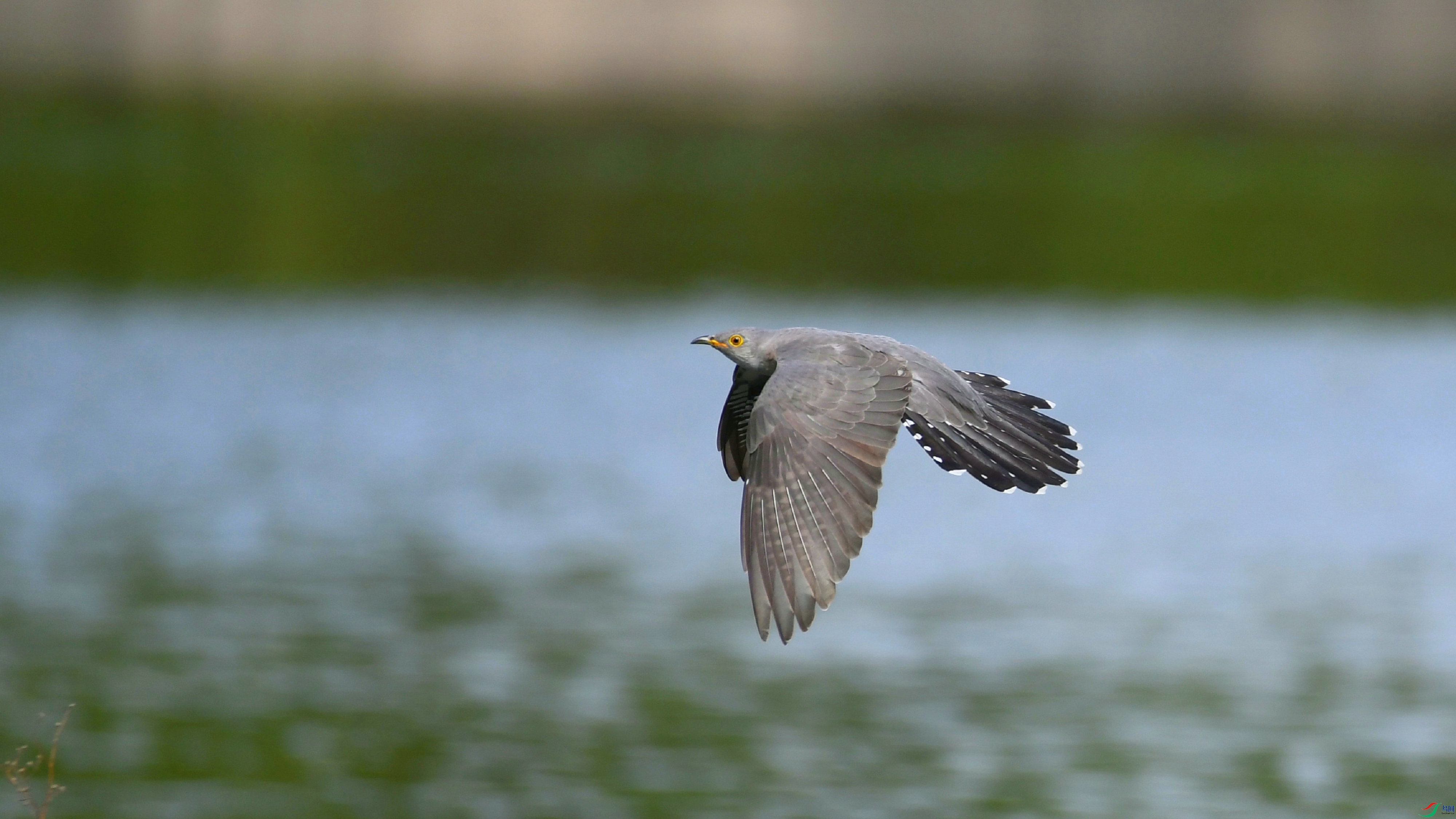 DSC_6067.JPG