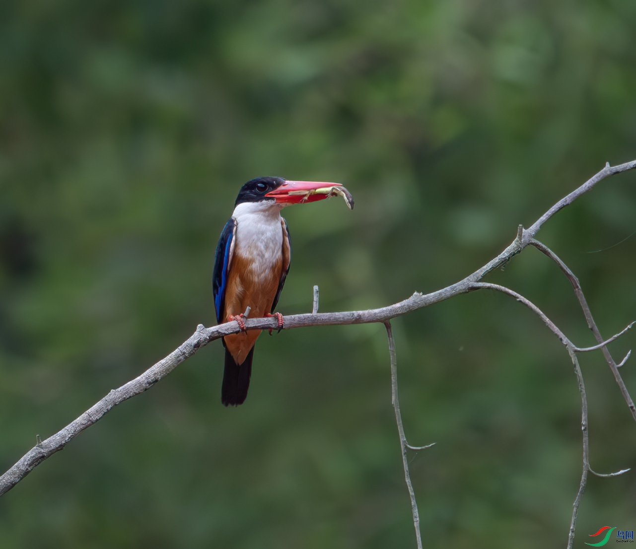 Y25_4389-����ǿ-NR ����.jpg