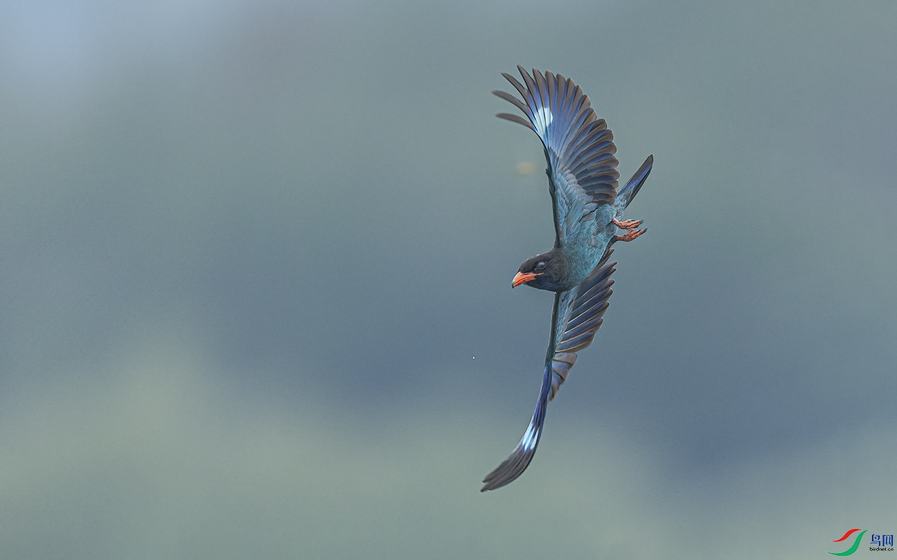 _C2A0980 ���� 2.jpg