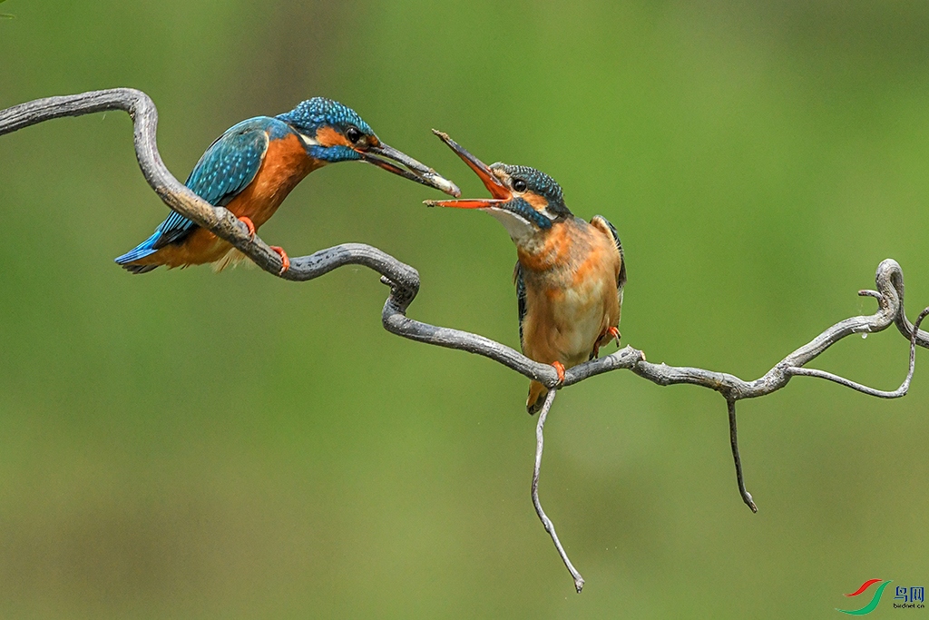 DSC_2116-1.jpg