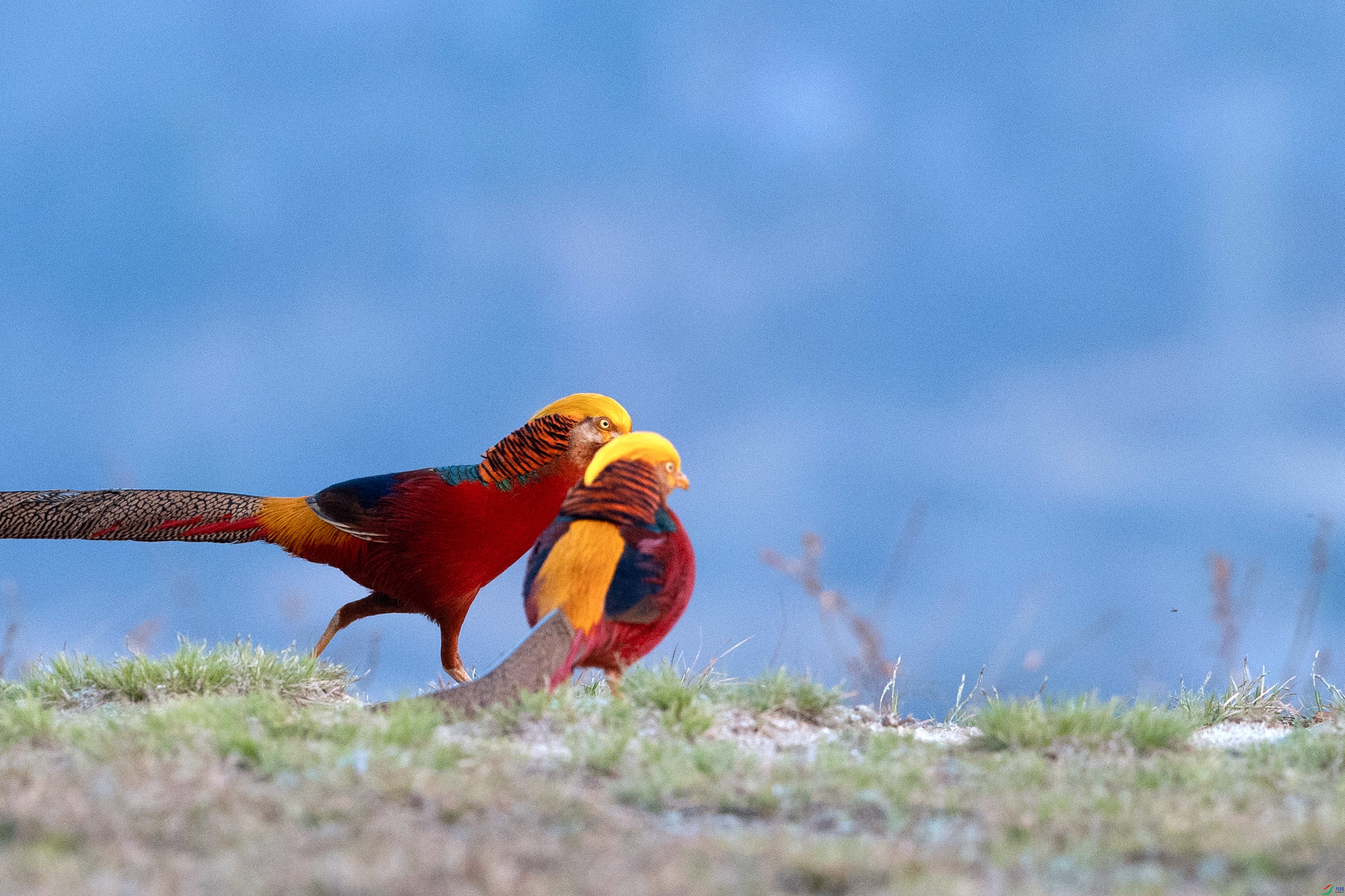 A63I4282 - ����_����.jpg