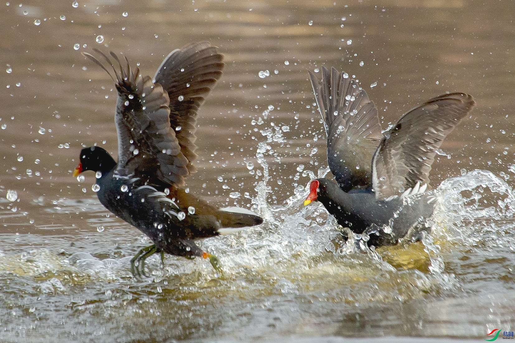 _MG_5332 ����.jpg