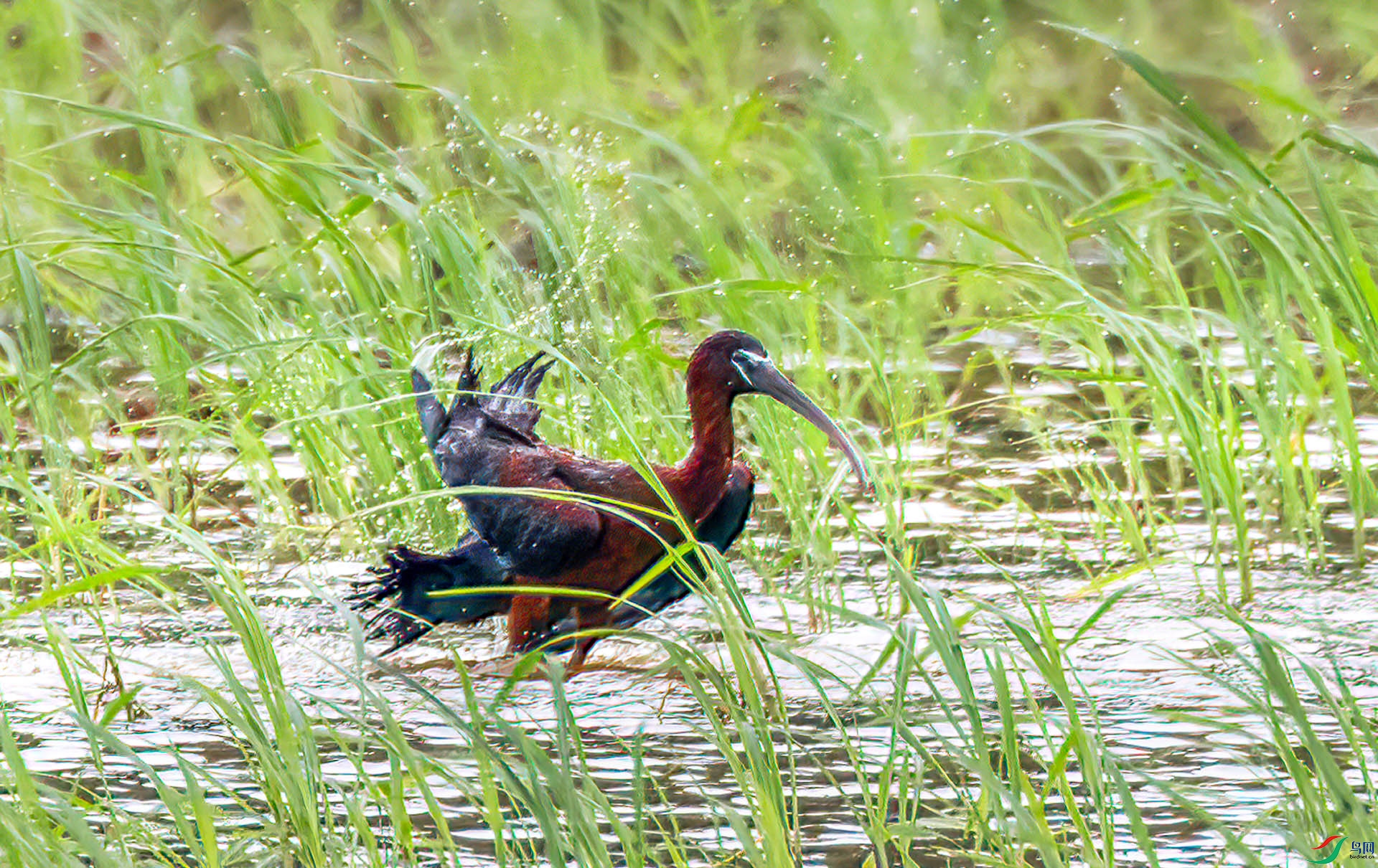 060A4814 ����-Sha---1 .jpg