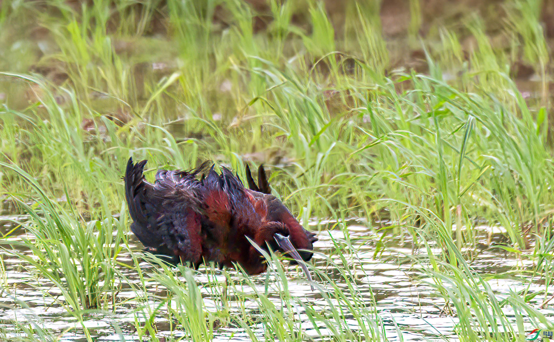 060A5136 ����-Sh----1 .jpg