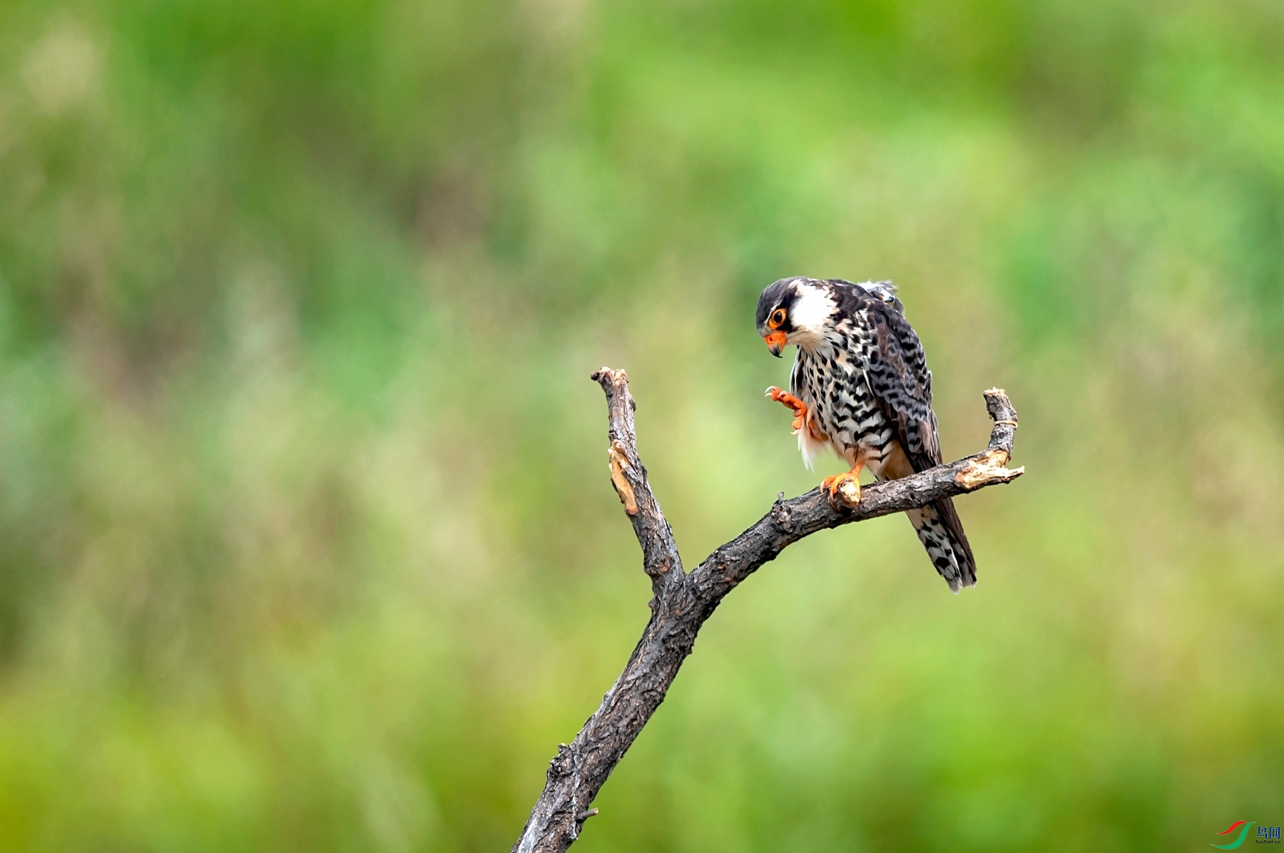 DSC_0029_����.jpg