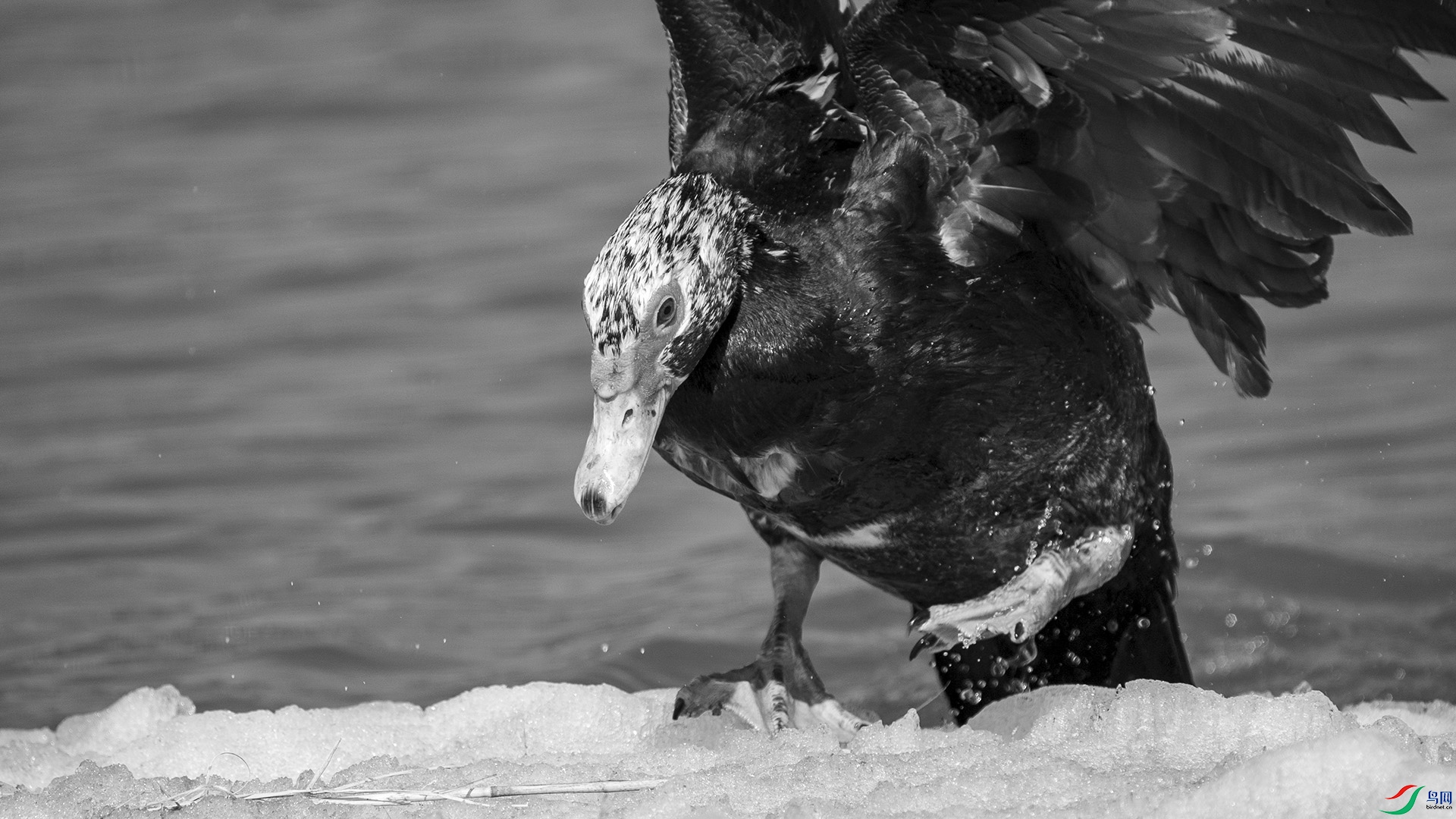 DSC00861 ����.jpg