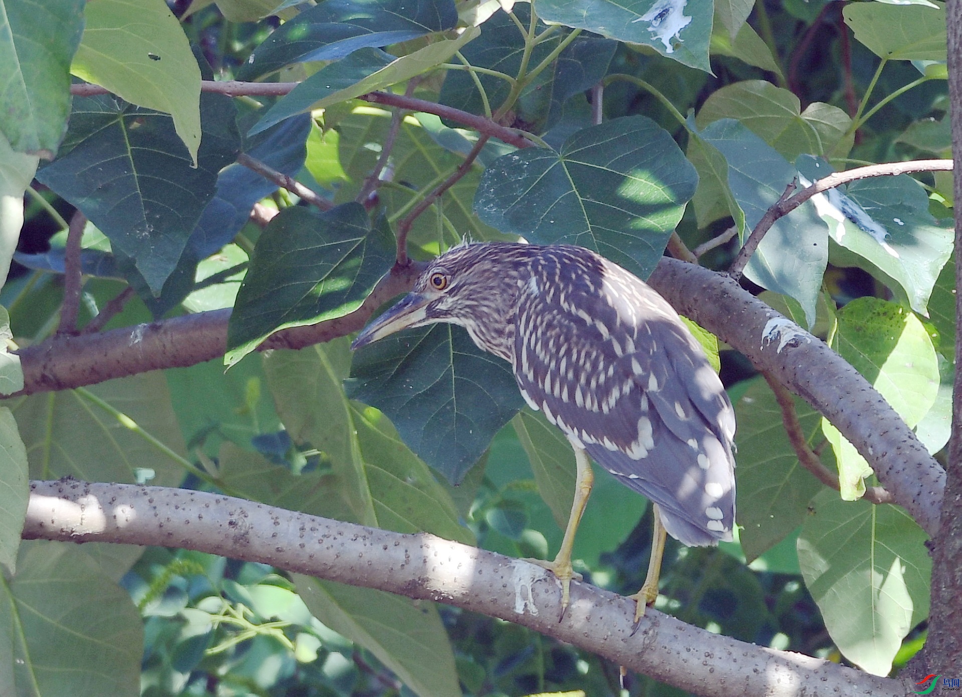 DSC_9224.jpg