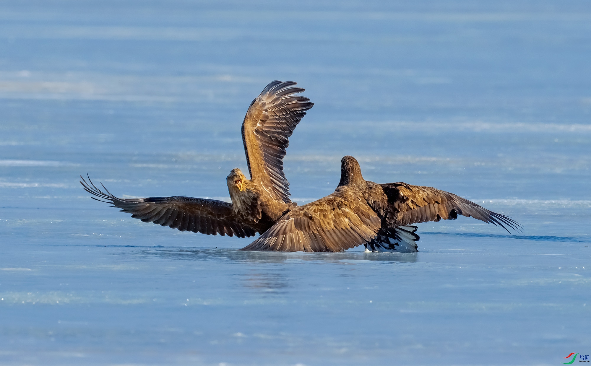 _78A6153-1.jpg