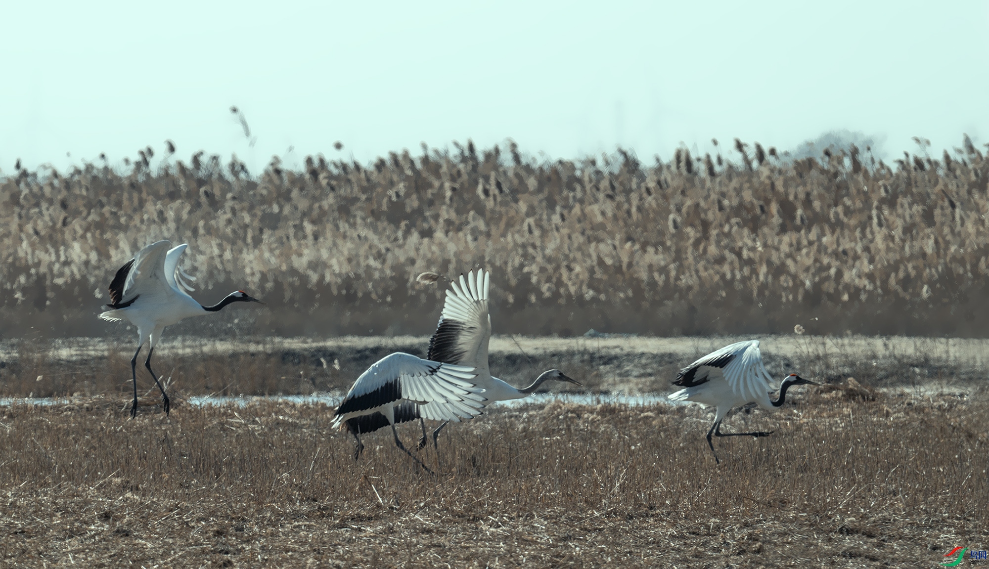 DSC_6918_.jpg